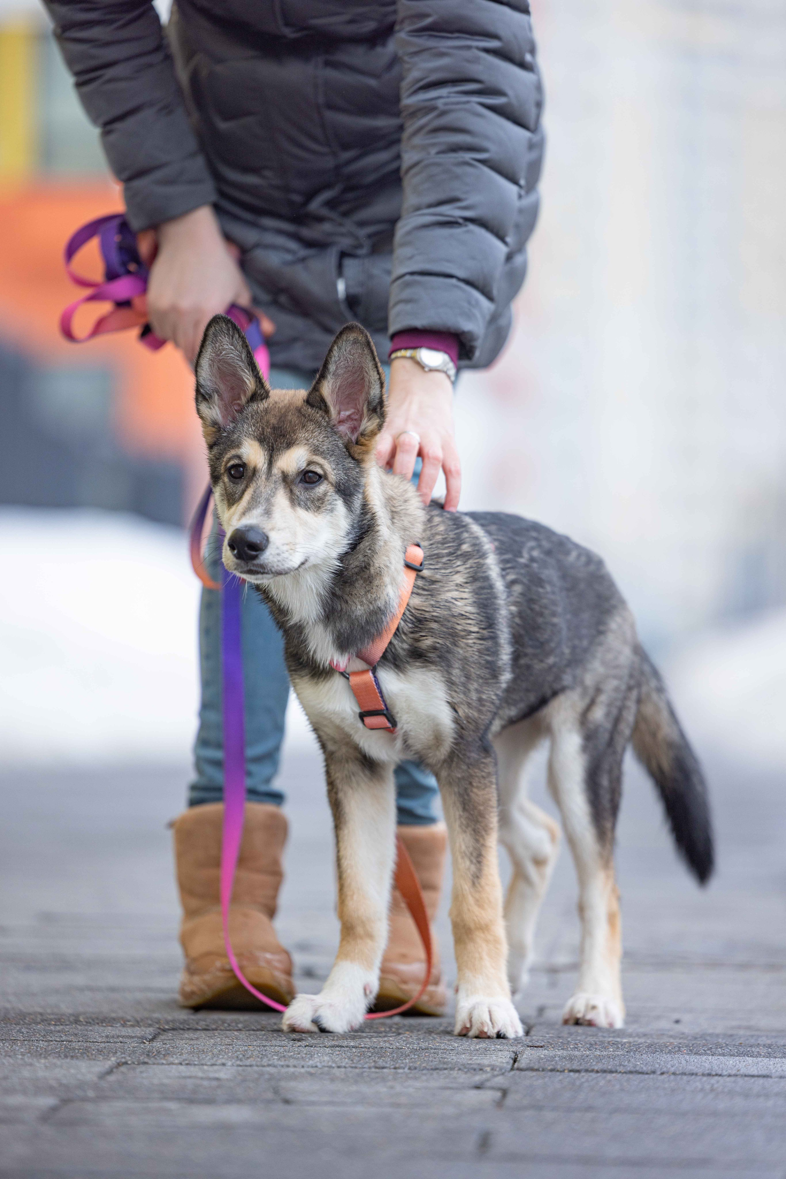 Шами. Фотограф-анималист в Москве Лера Черноног