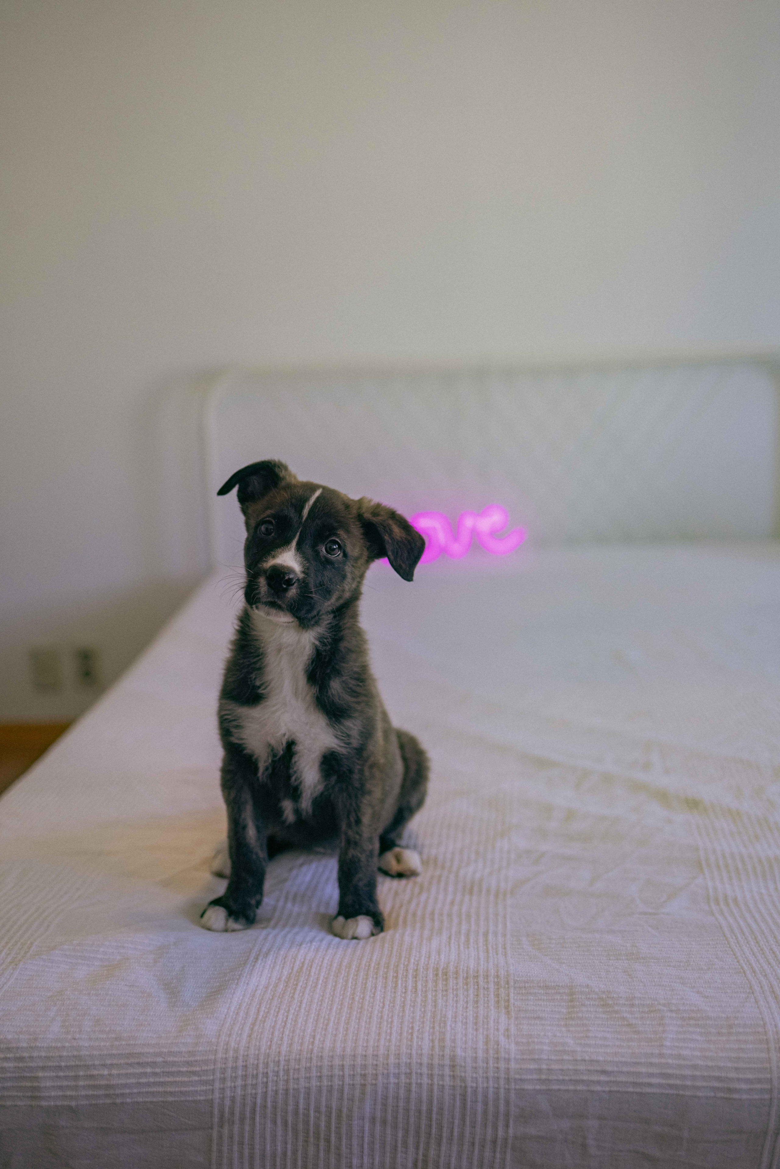 Гайка. Фотограф-анималист в Москве Лера Черноног