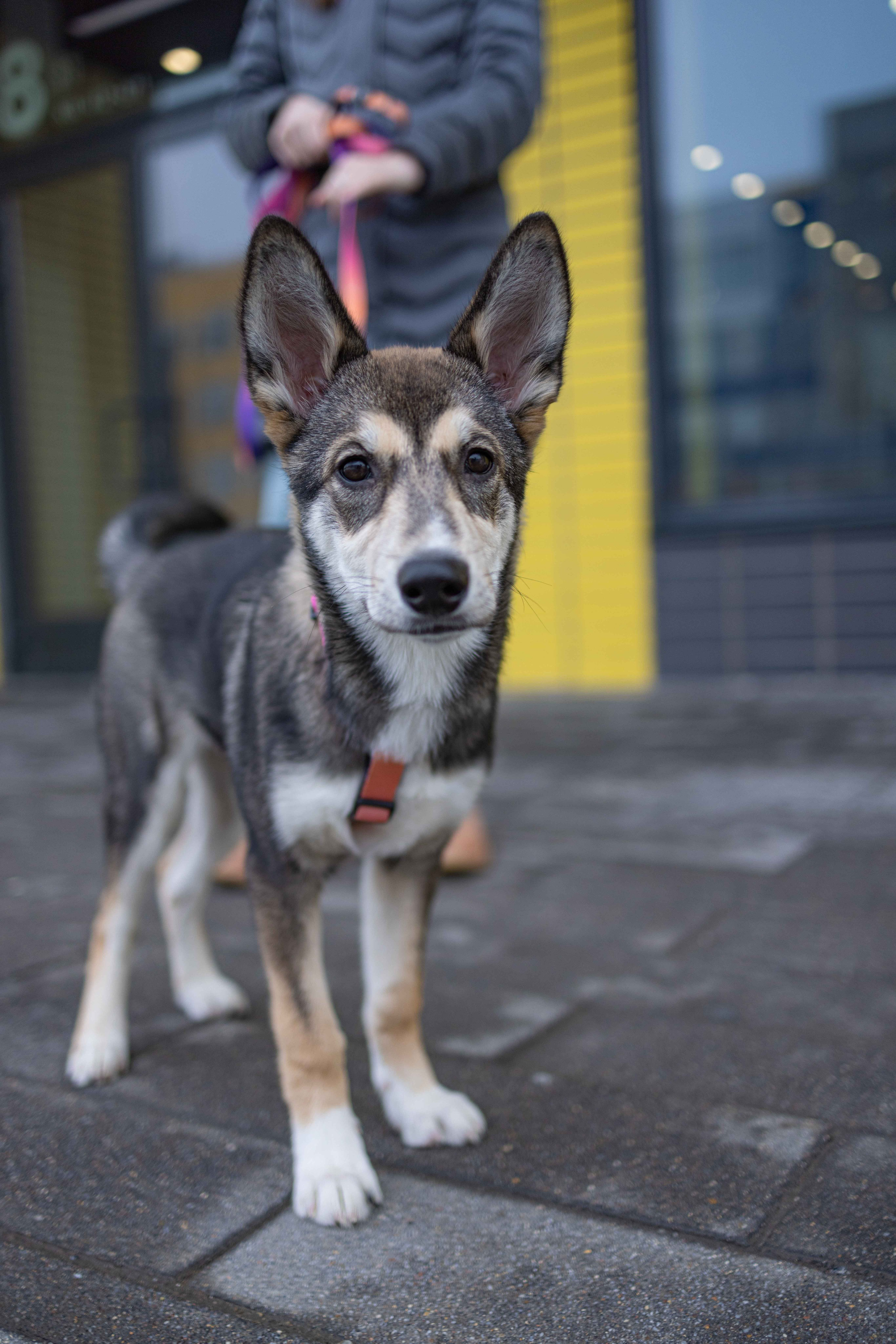 Шами. Фотограф-анималист в Москве Лера Черноног