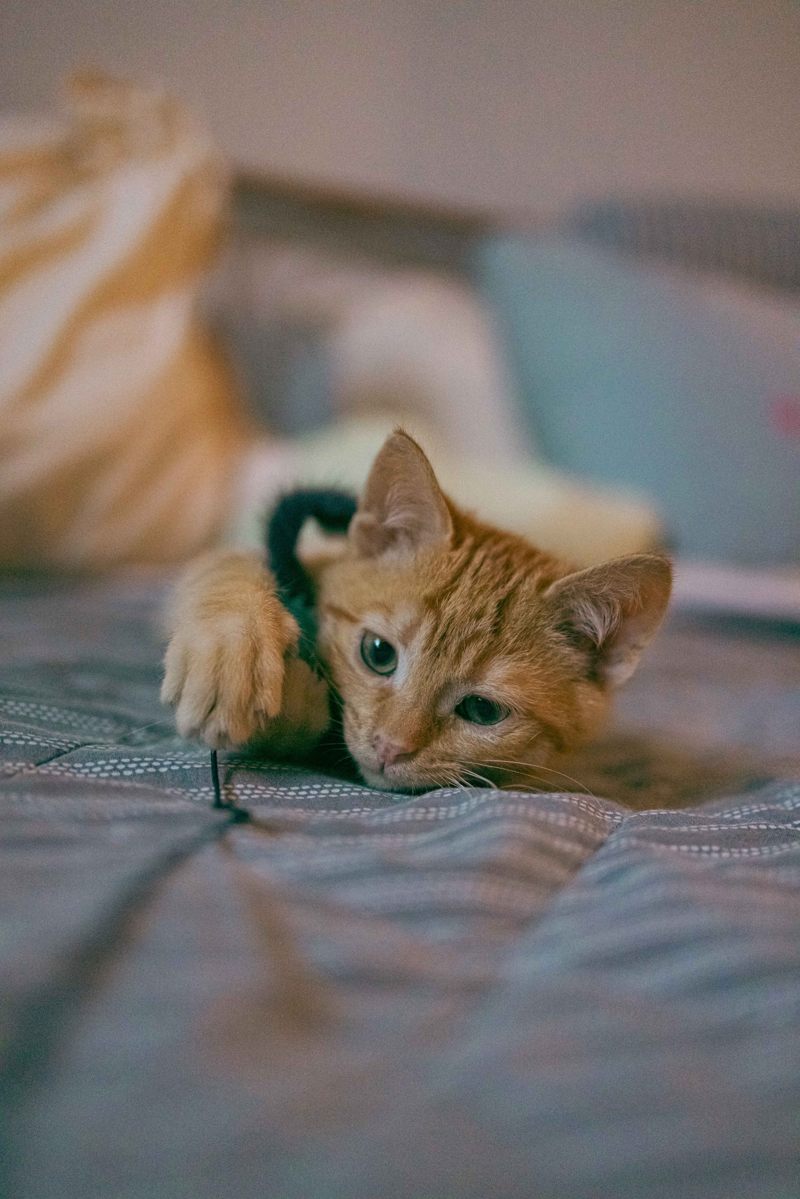 Кускус. Фотограф-анималист в Москве Лера Черноног