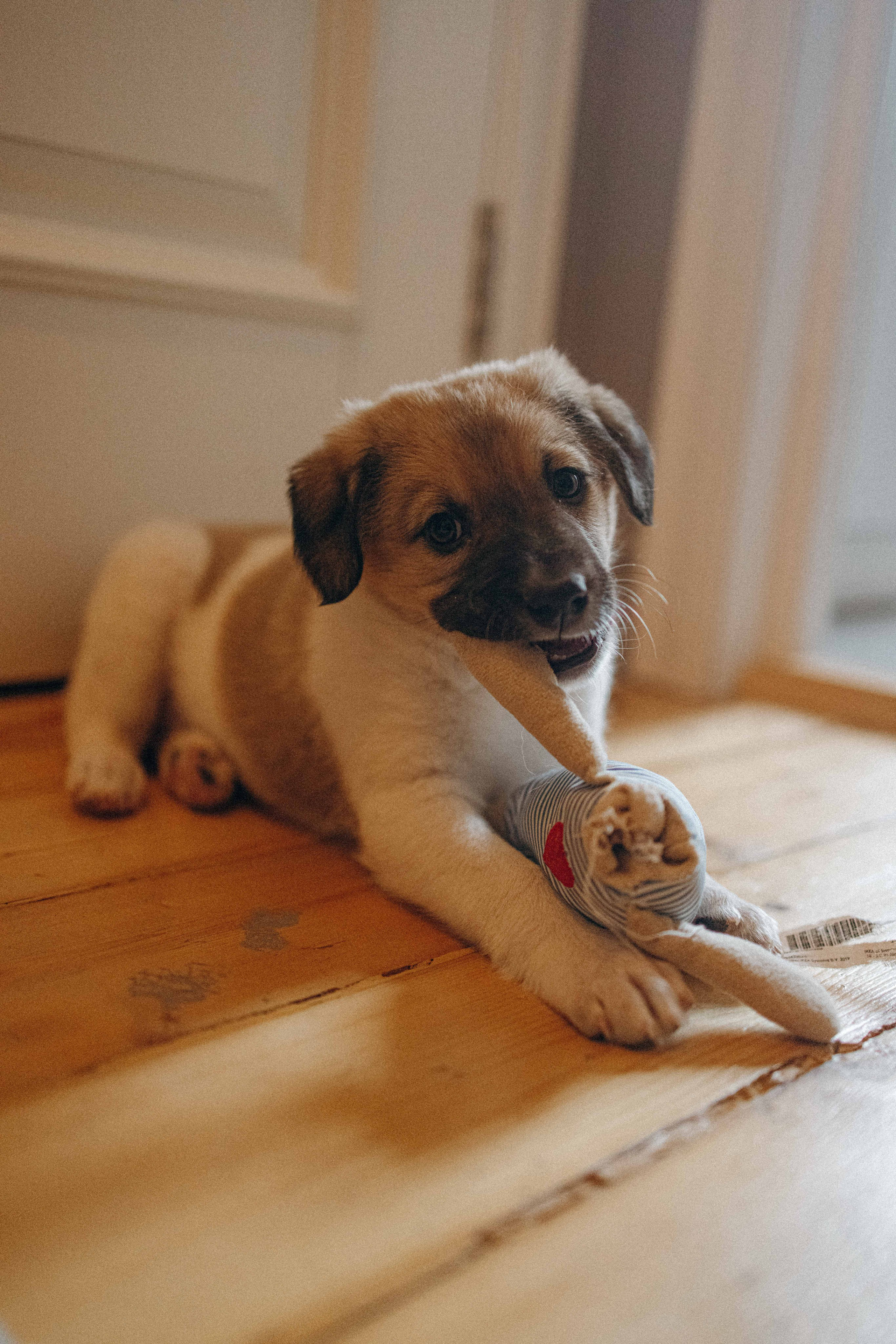 Щеночки. Фотограф-анималист в Москве Лера Черноног