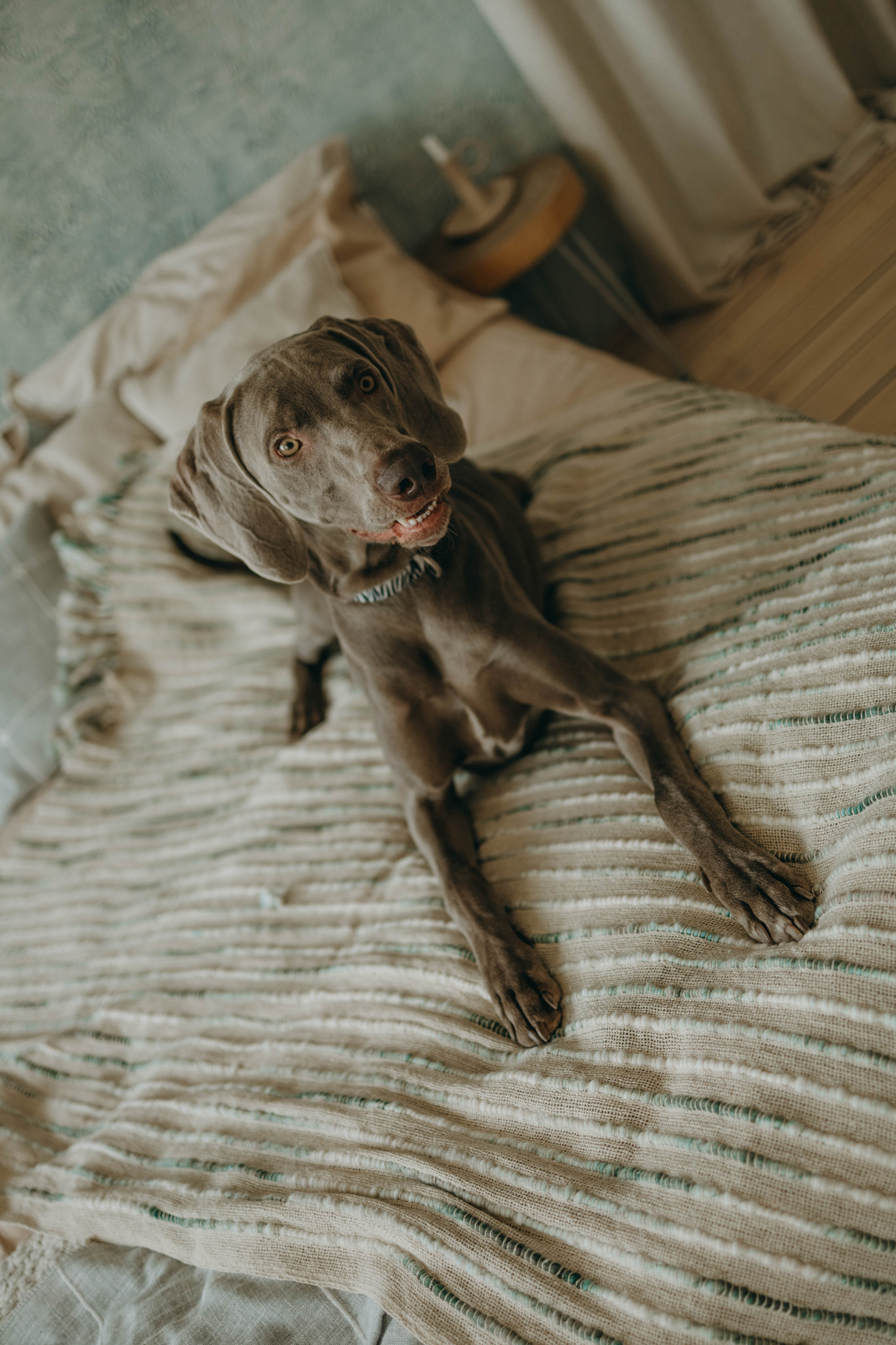 Фотосессия в студии с собакой. Фотограф-анималист в Екатеринбурге | Кристина