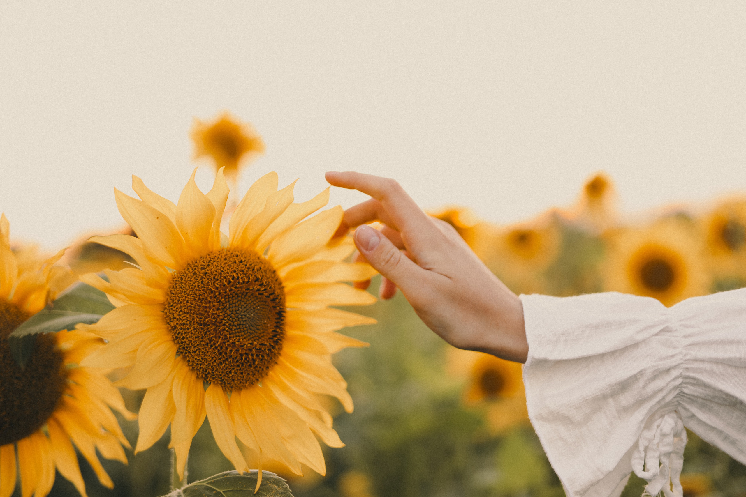 Владислава | Подсолнухи. Фотограф Мария Лаенко