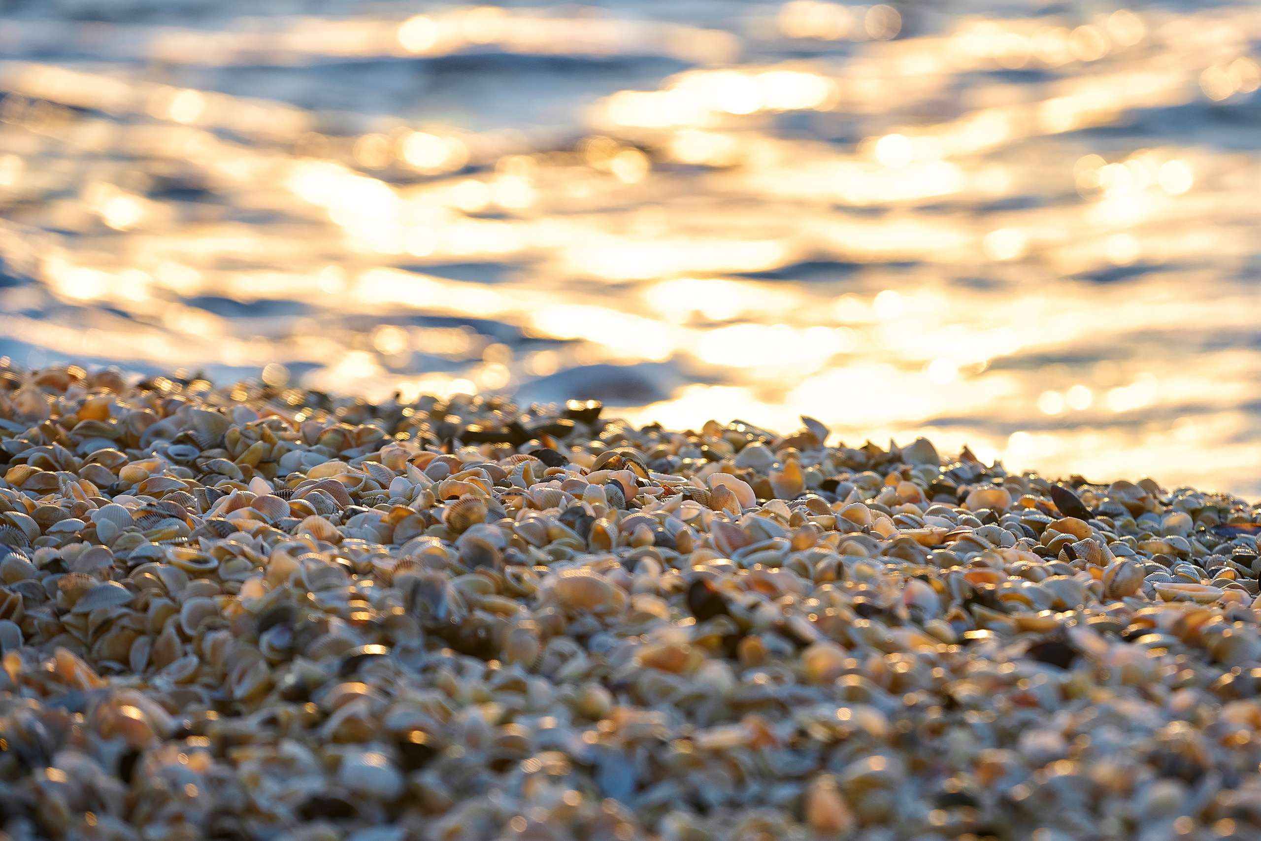 полоса прибоя, прибой, ракушка, пена, пена морская, закат