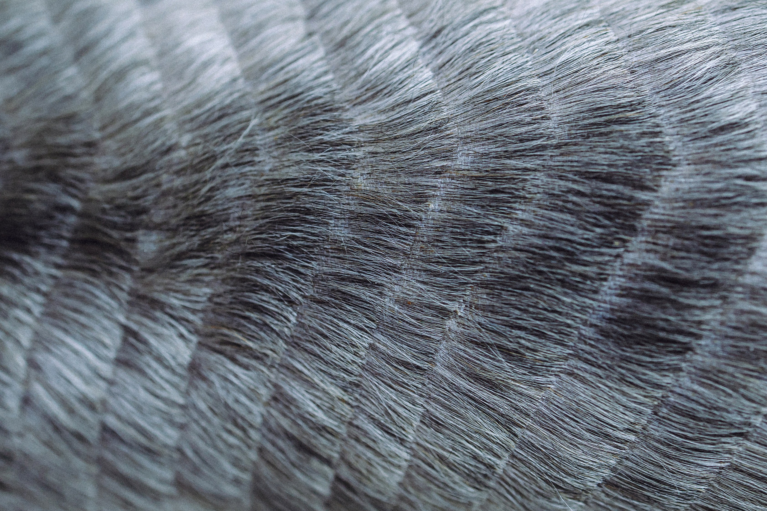 Дженни, Оливия и их семья