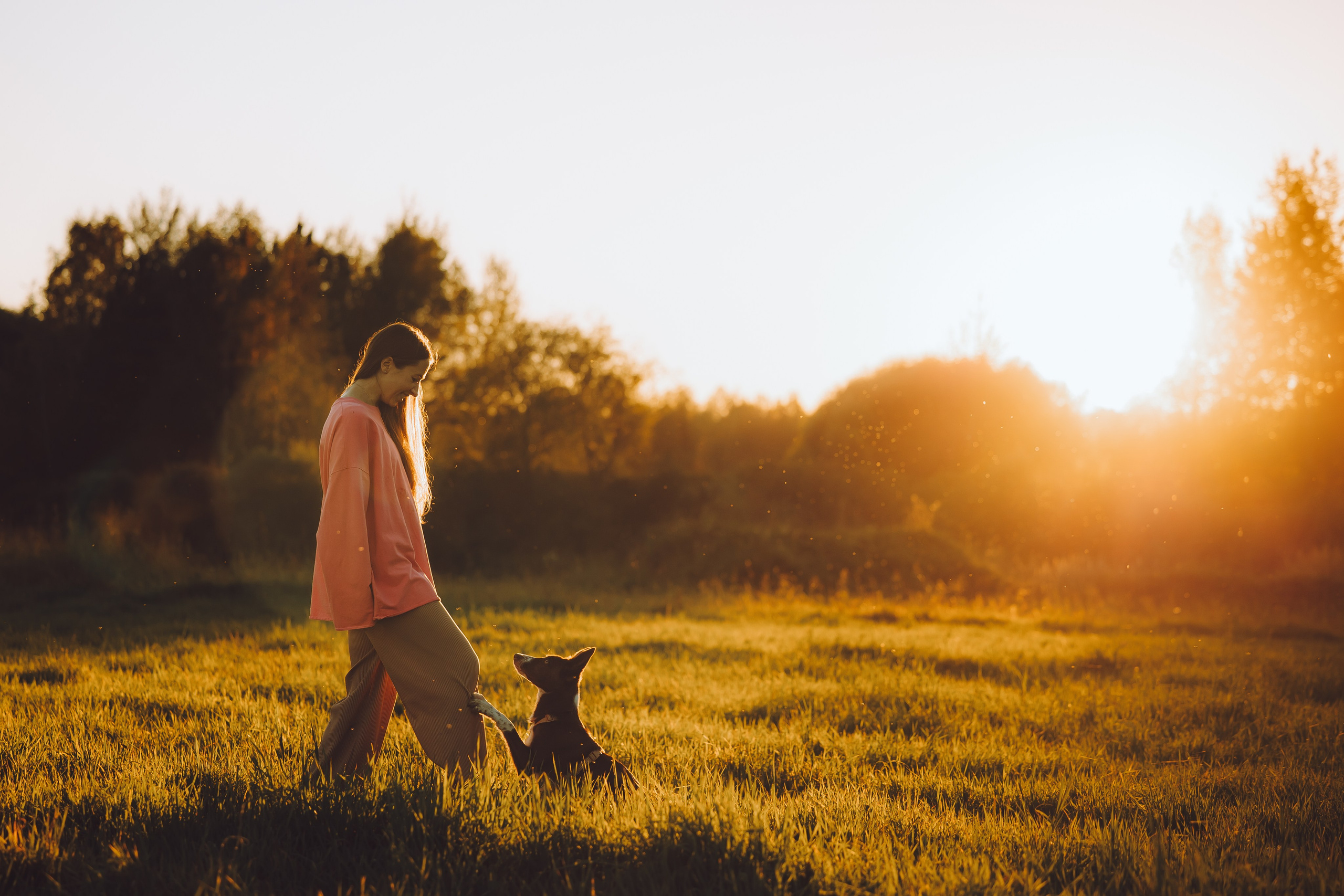 Выездной дог-тренинг от школы «Шерсть имею», Тованово