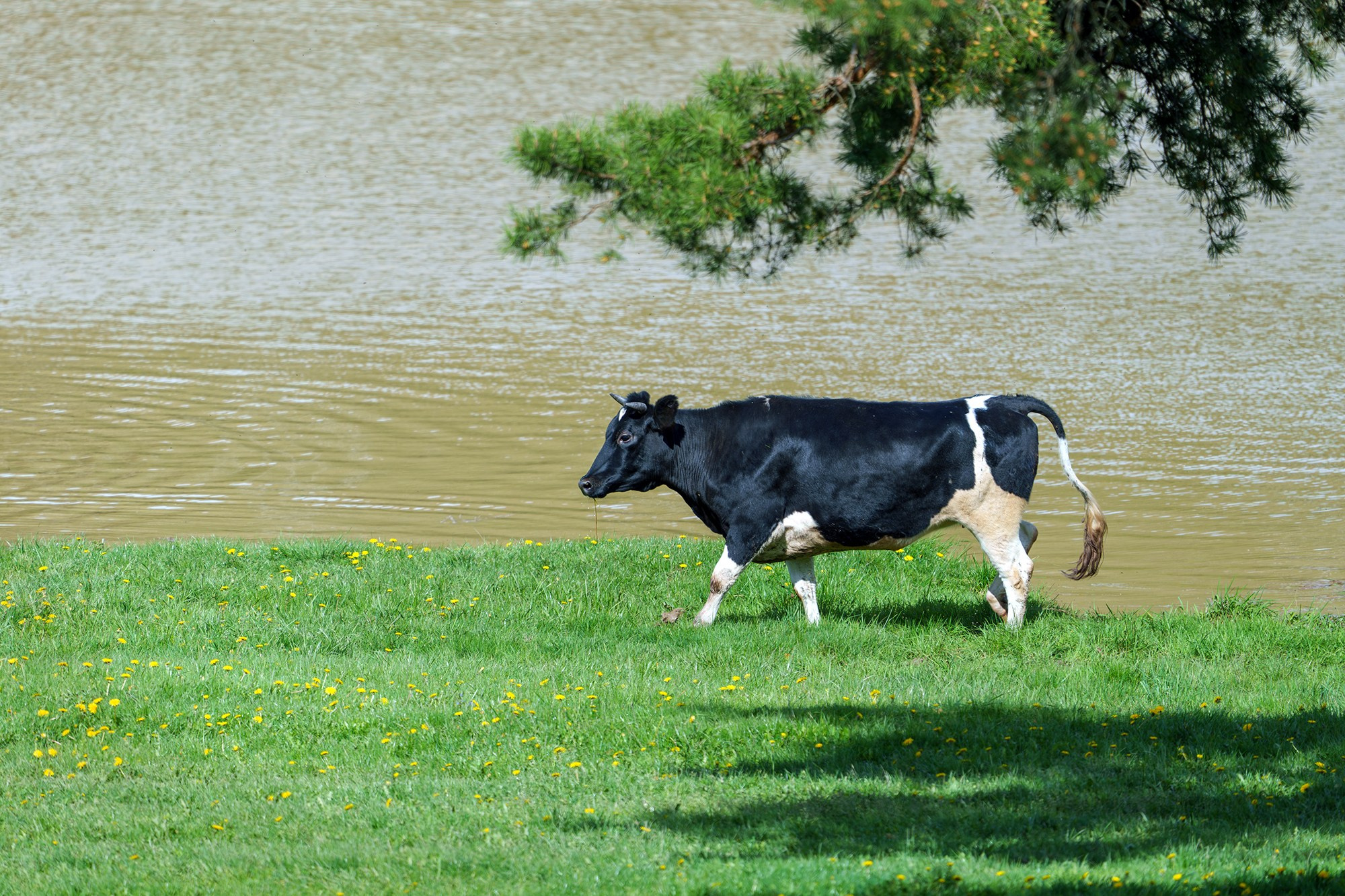 Удивительные мир птиц. Вокруг нас столько прекрасного — присмотритесь!. Ваш личный фотограф Марина Волкова