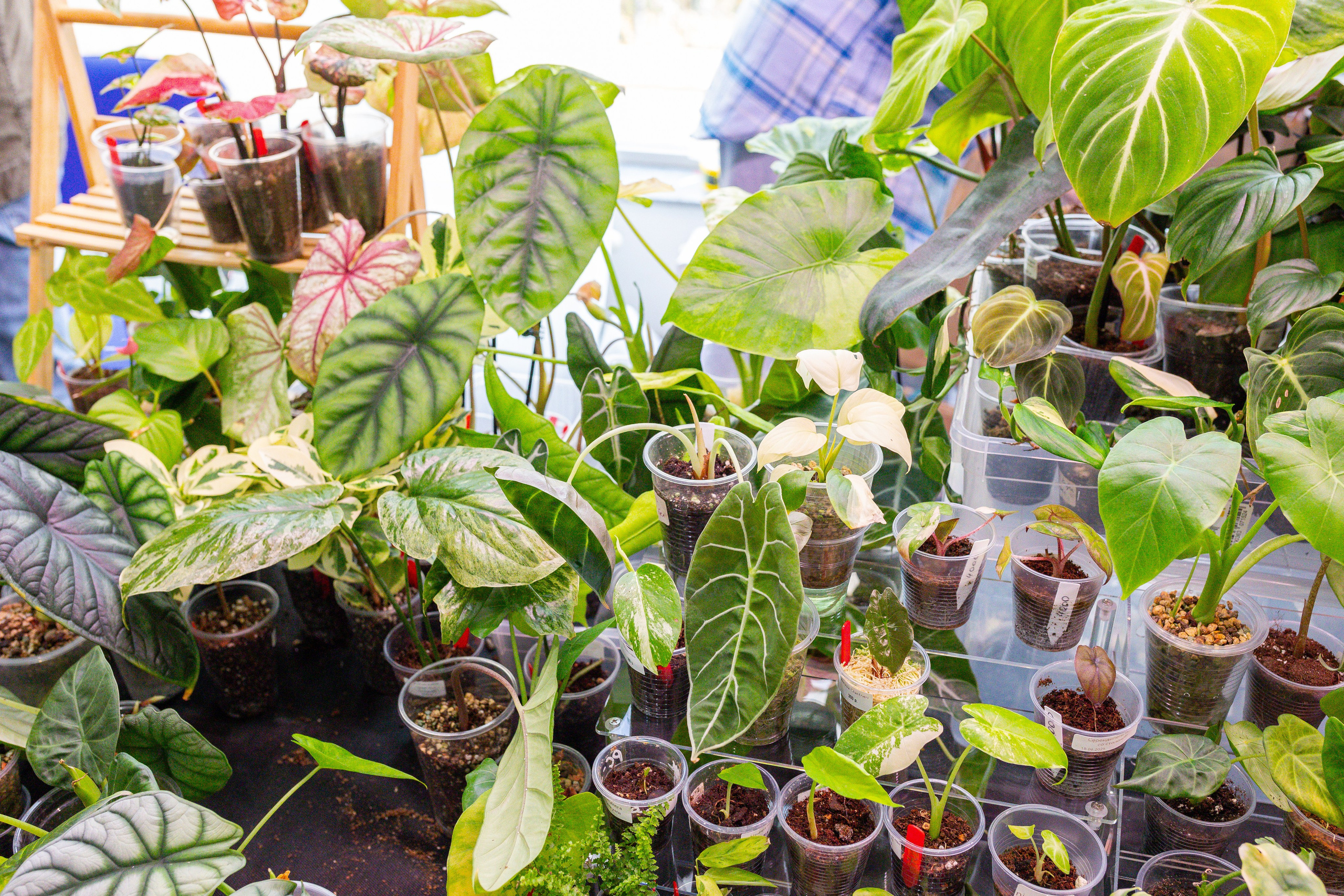 Монстериум 11–12 октября. Александра Куликова фотограф, Москва