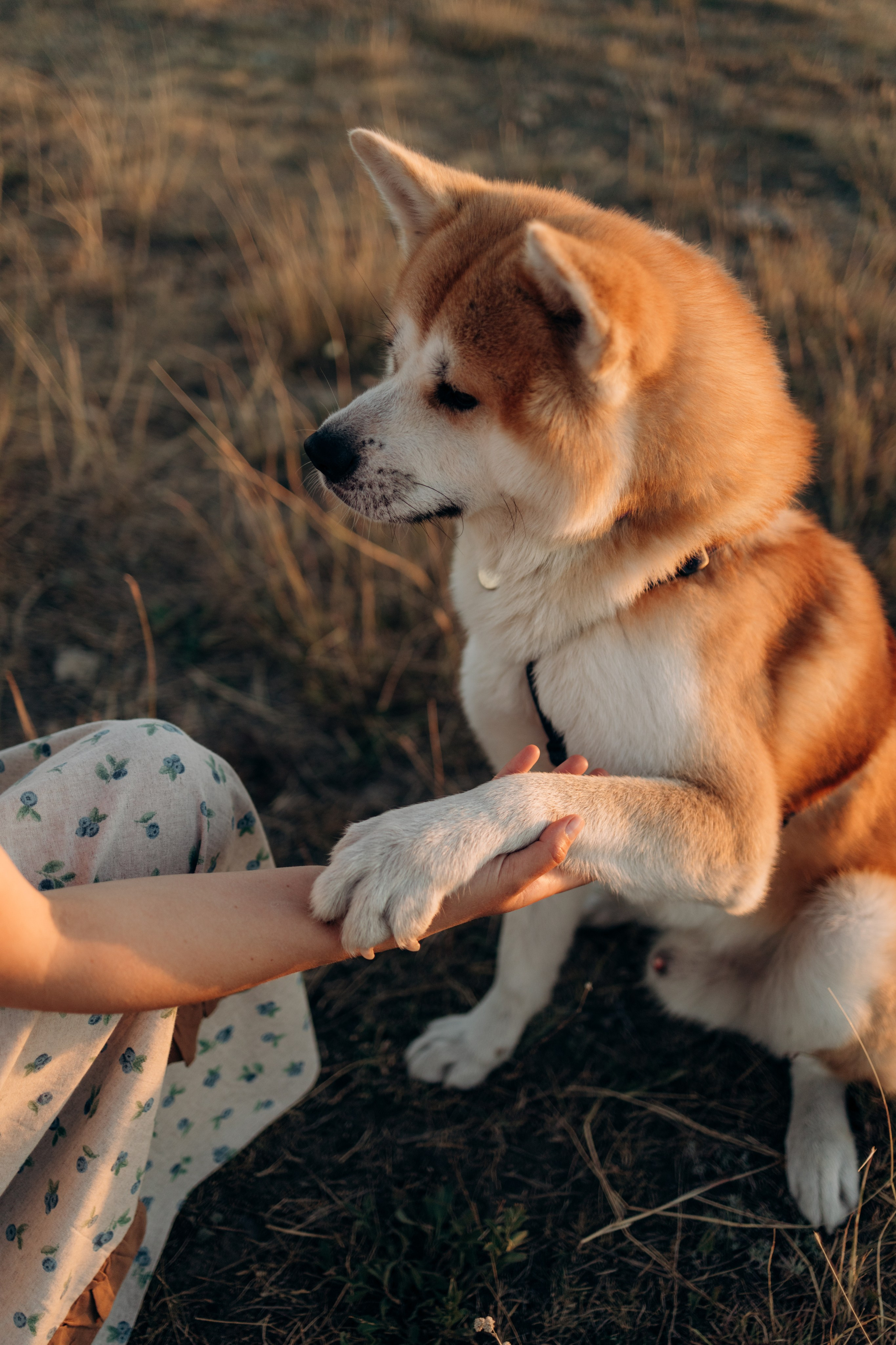Надя, Илья и Танджи. Майорова Валерия Фотограф Ставрополь