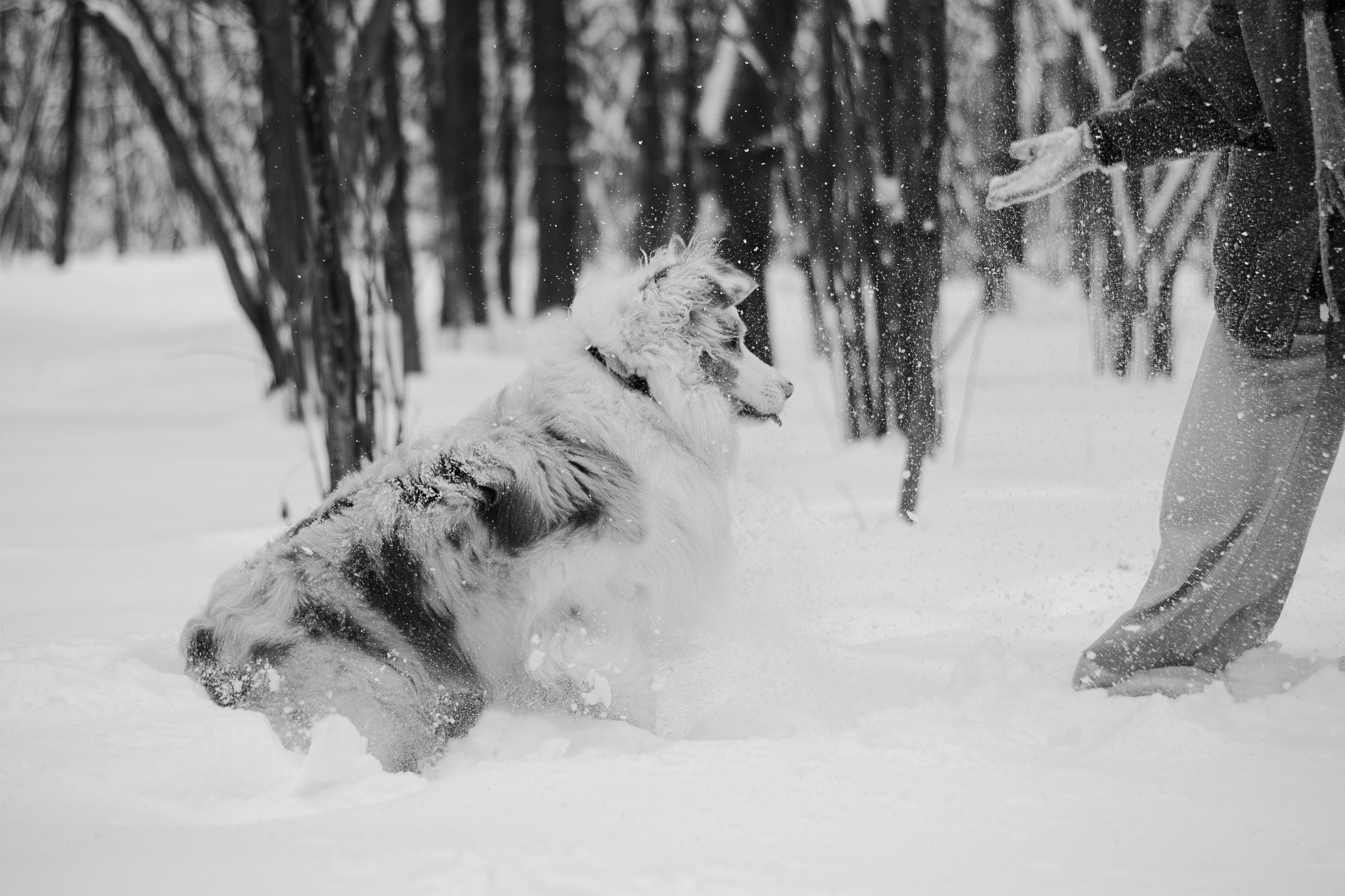 Юля и Ума. Фотограф-анималист Мария Баркевич | Москва