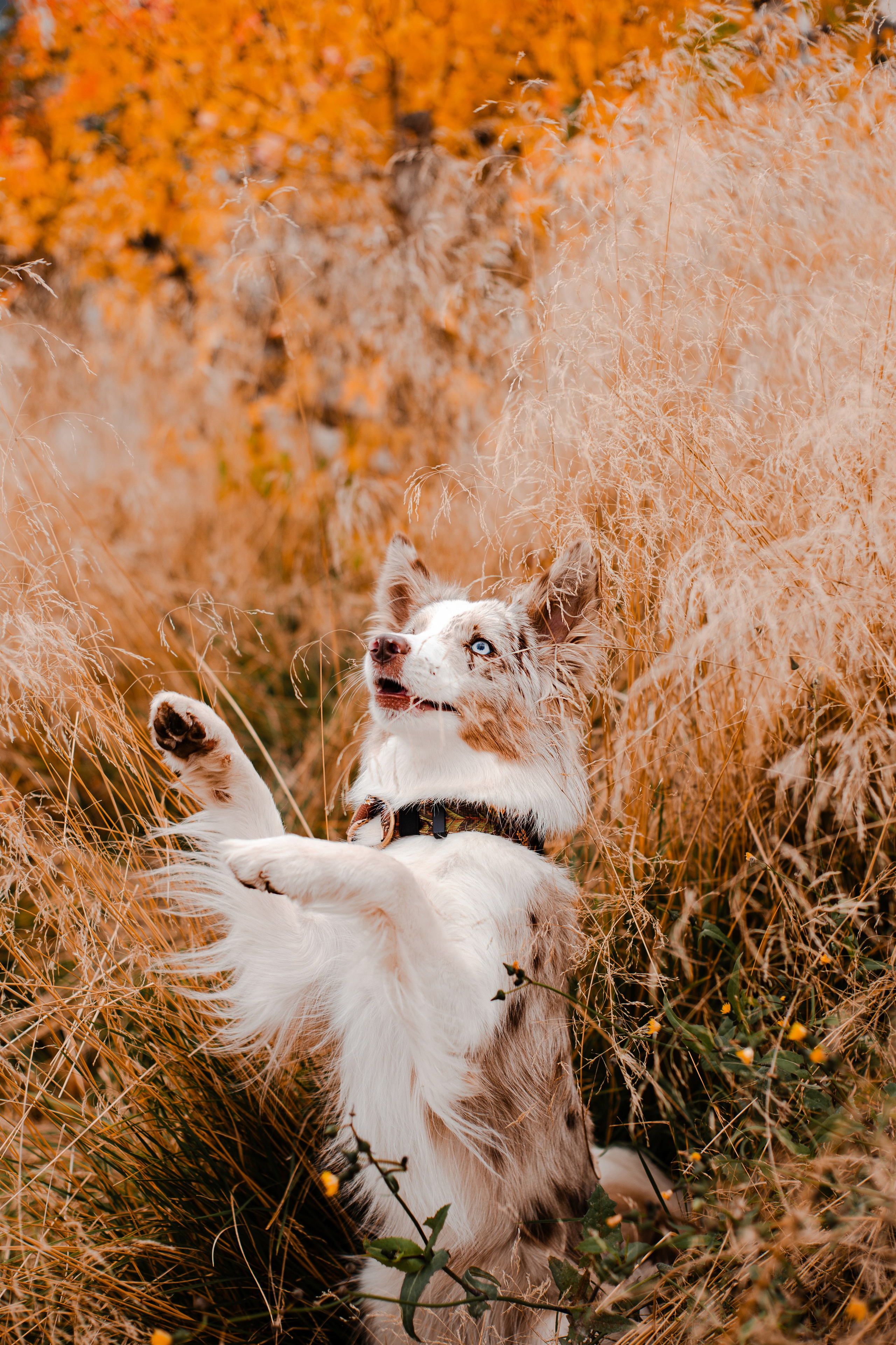 Мария и Утопия. Фотограф-анималист Мария Баркевич | Москва