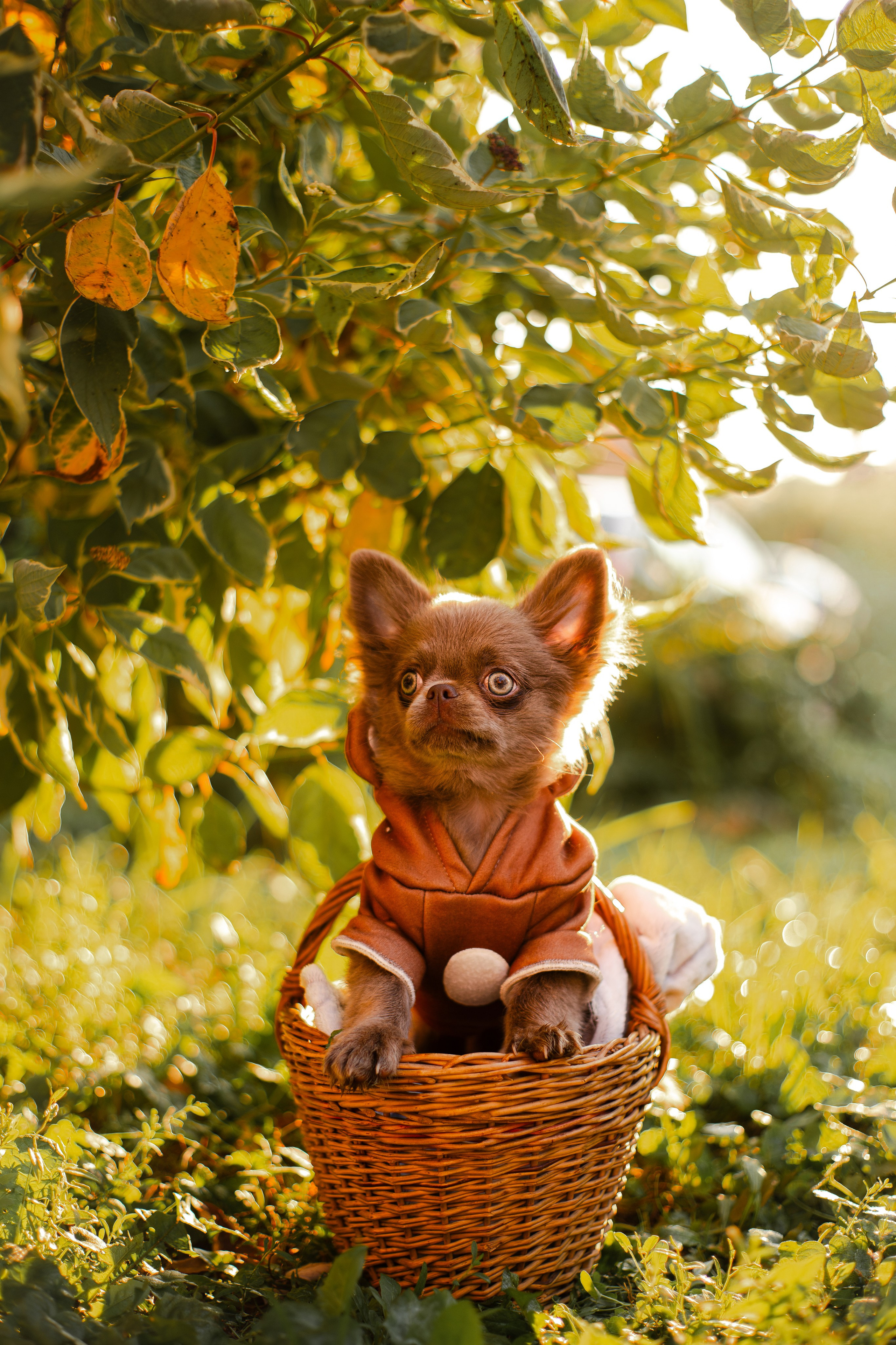 Варя и Фунтик. Фотограф-анималист Мария Баркевич | Москва