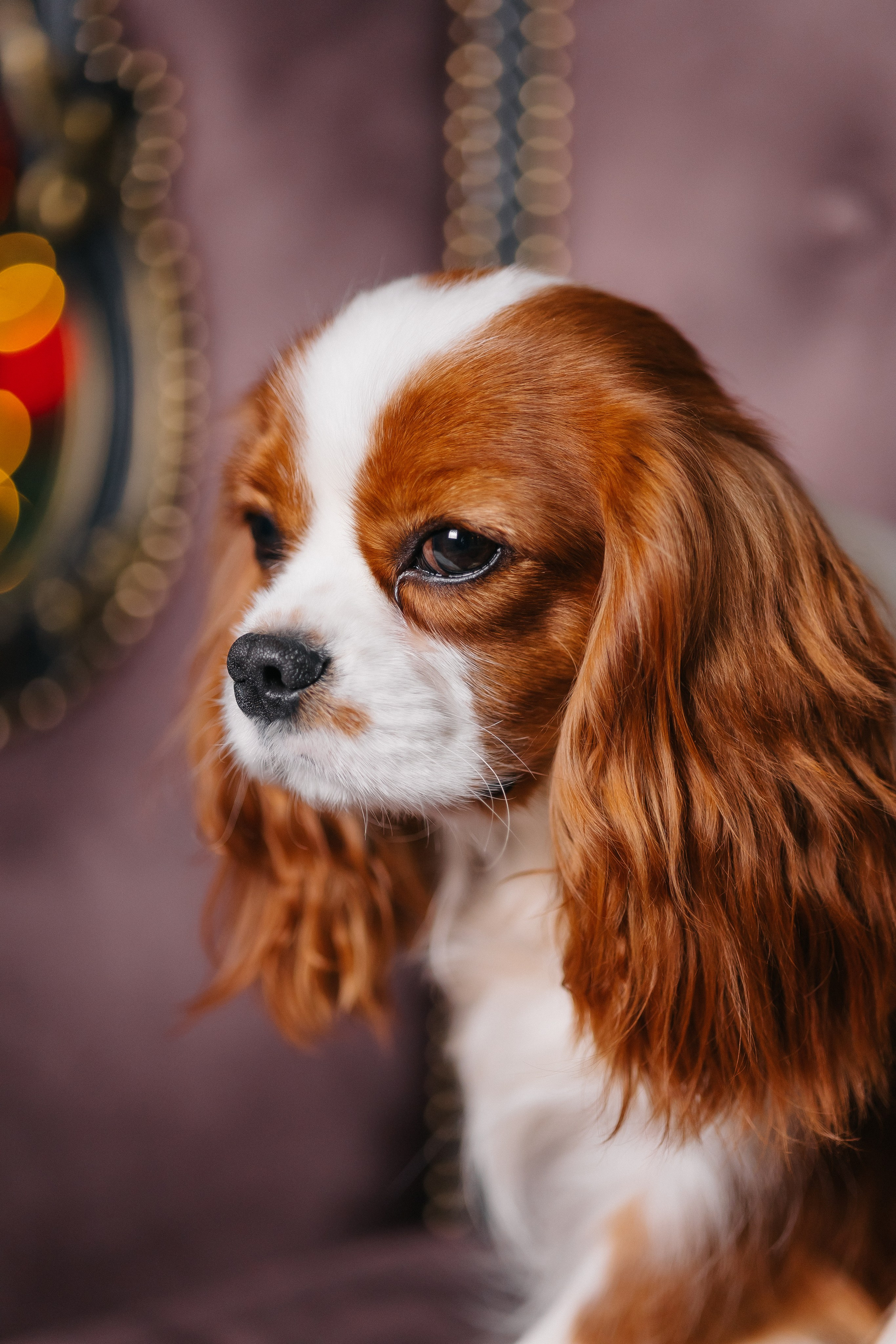 Макс с Оскаром. СЕМЕЙНЫЙ ФОТОГРАФ В САРАТОВЕ