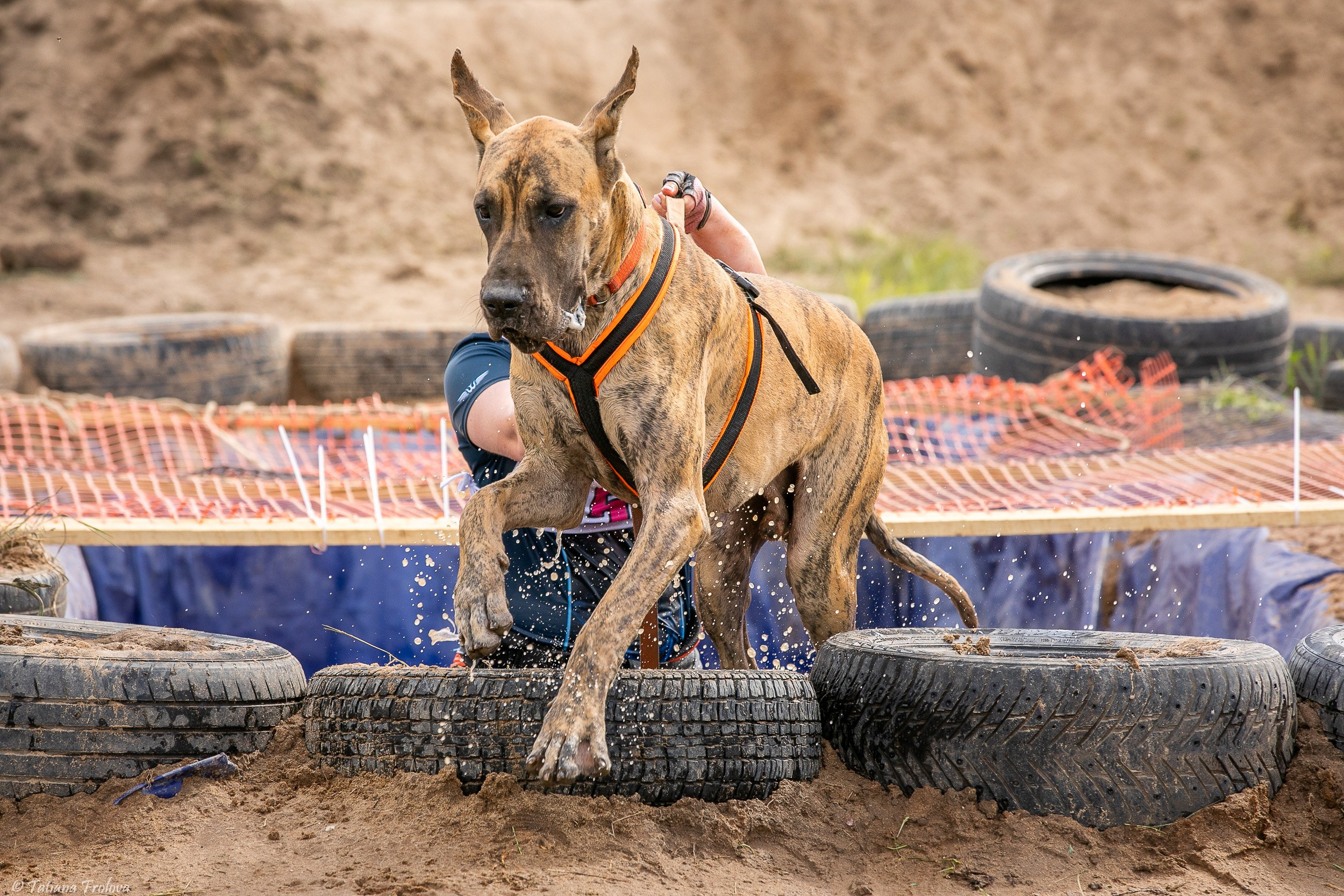 Фоторепортаж с забега с собаками. Фотограф-анималист в Москве и Московской области Татьяна Фролова