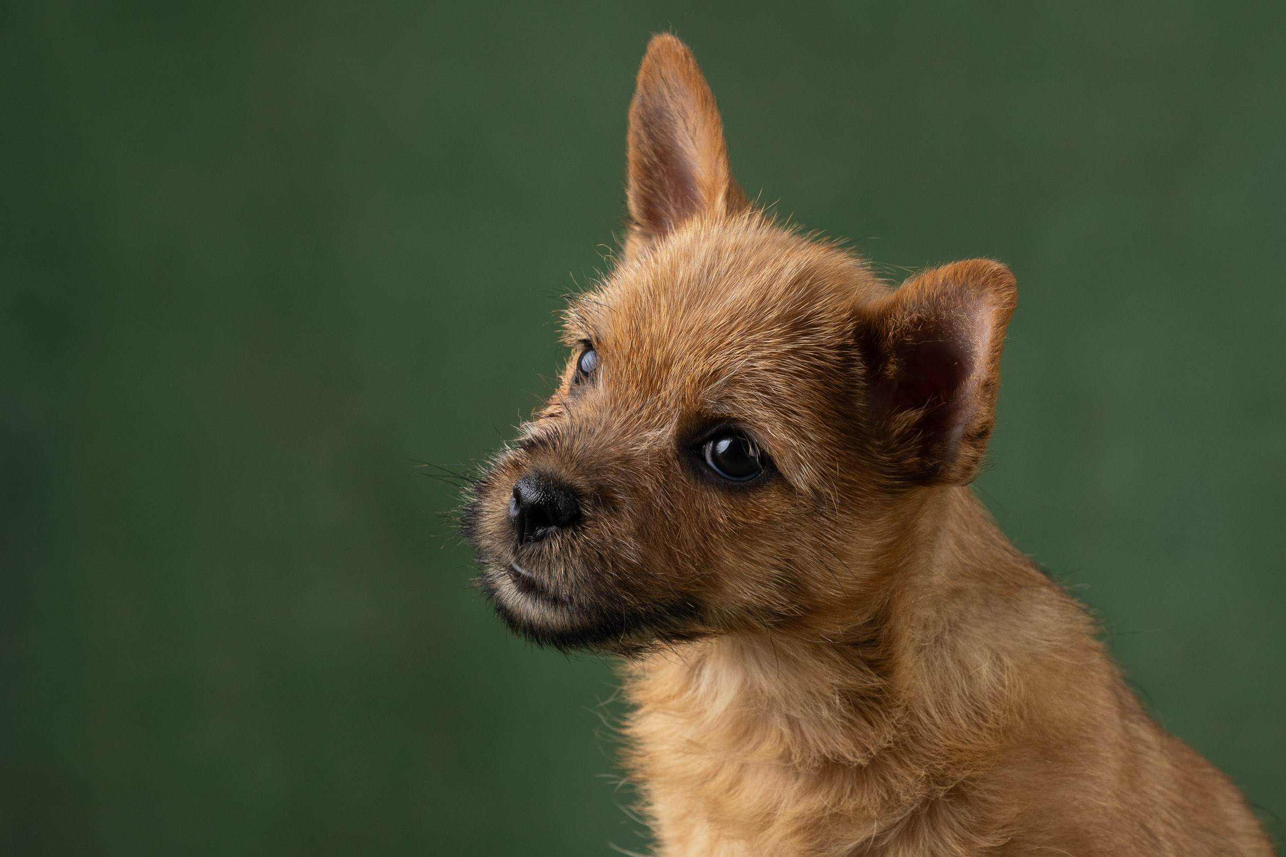 Фотосъемка щенков норвич-терьера в питомнике Москва и область. Фотограф-анималист в Москве и Московской области Татьяна Фролова