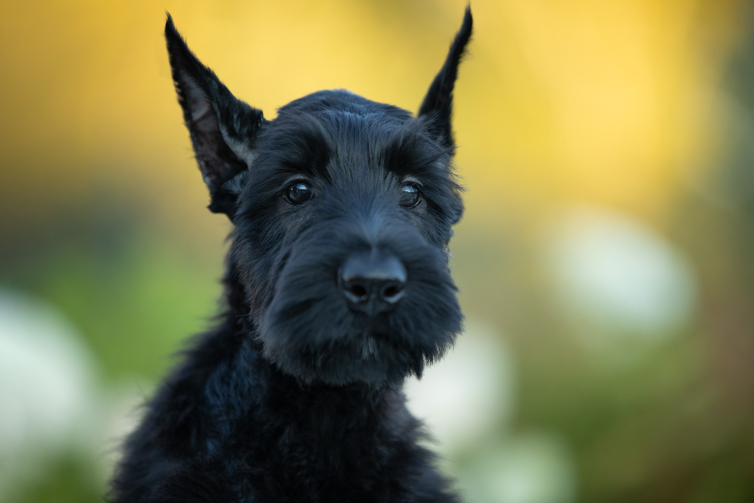 Уличная съемка щенков ризеншнауцера. Фотограф-анималист в Москве и Московской области Татьяна Фролова