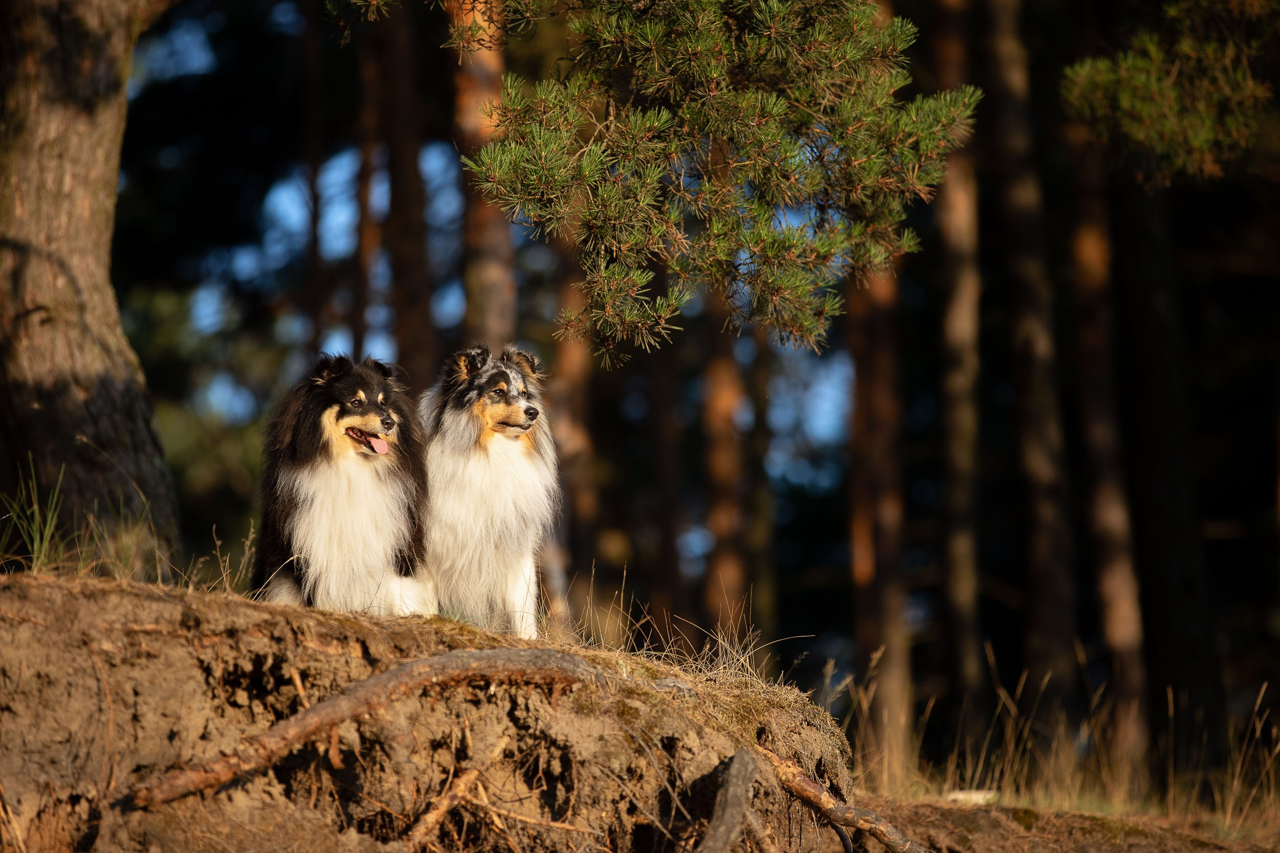 Съемка с шелти на рассвете на песчаном карьере. Фотограф-анималист в Москве и Московской области Татьяна Фролова