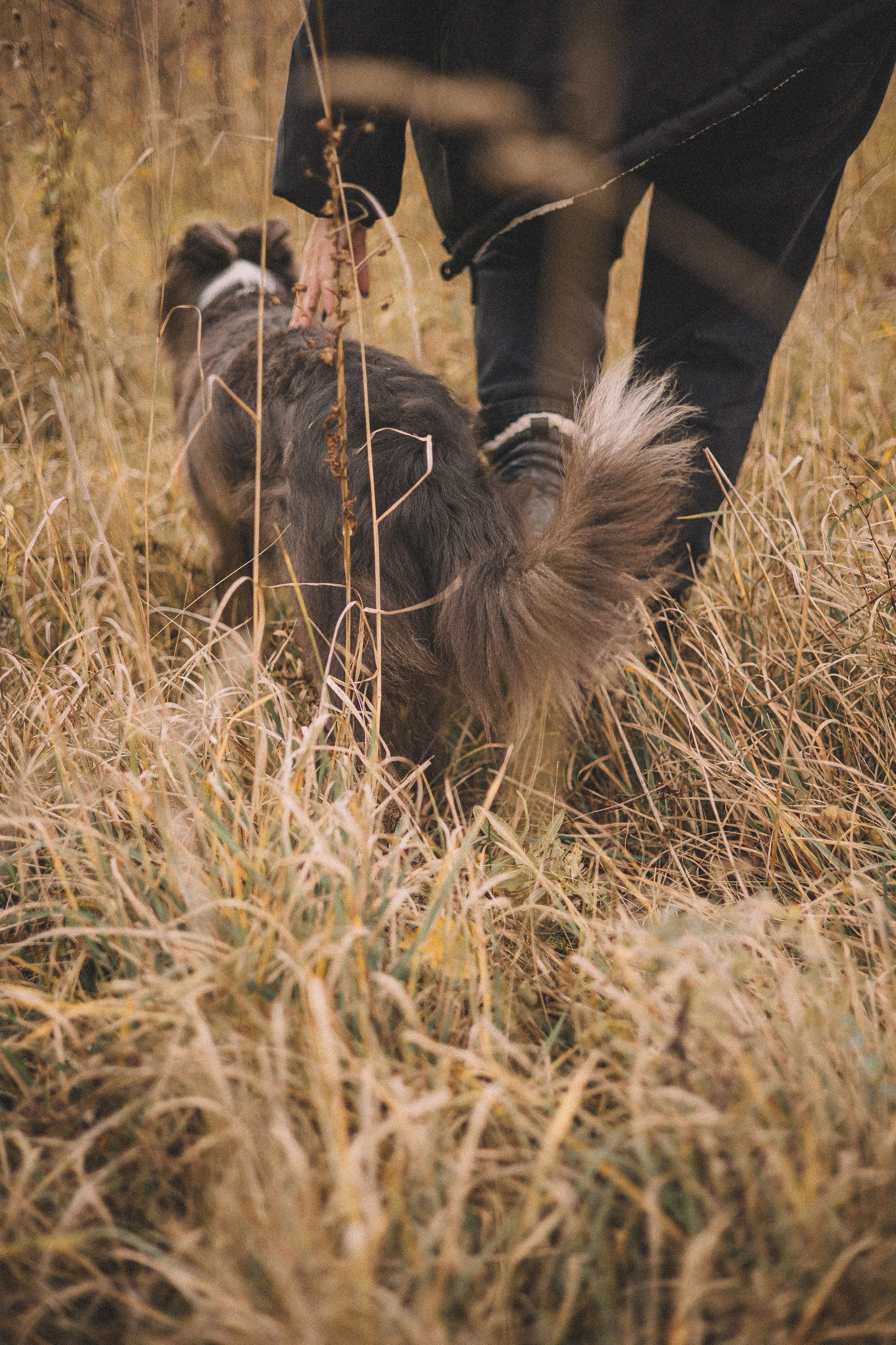 Даша и Дже. Фотограф-анималист Богданова Полина