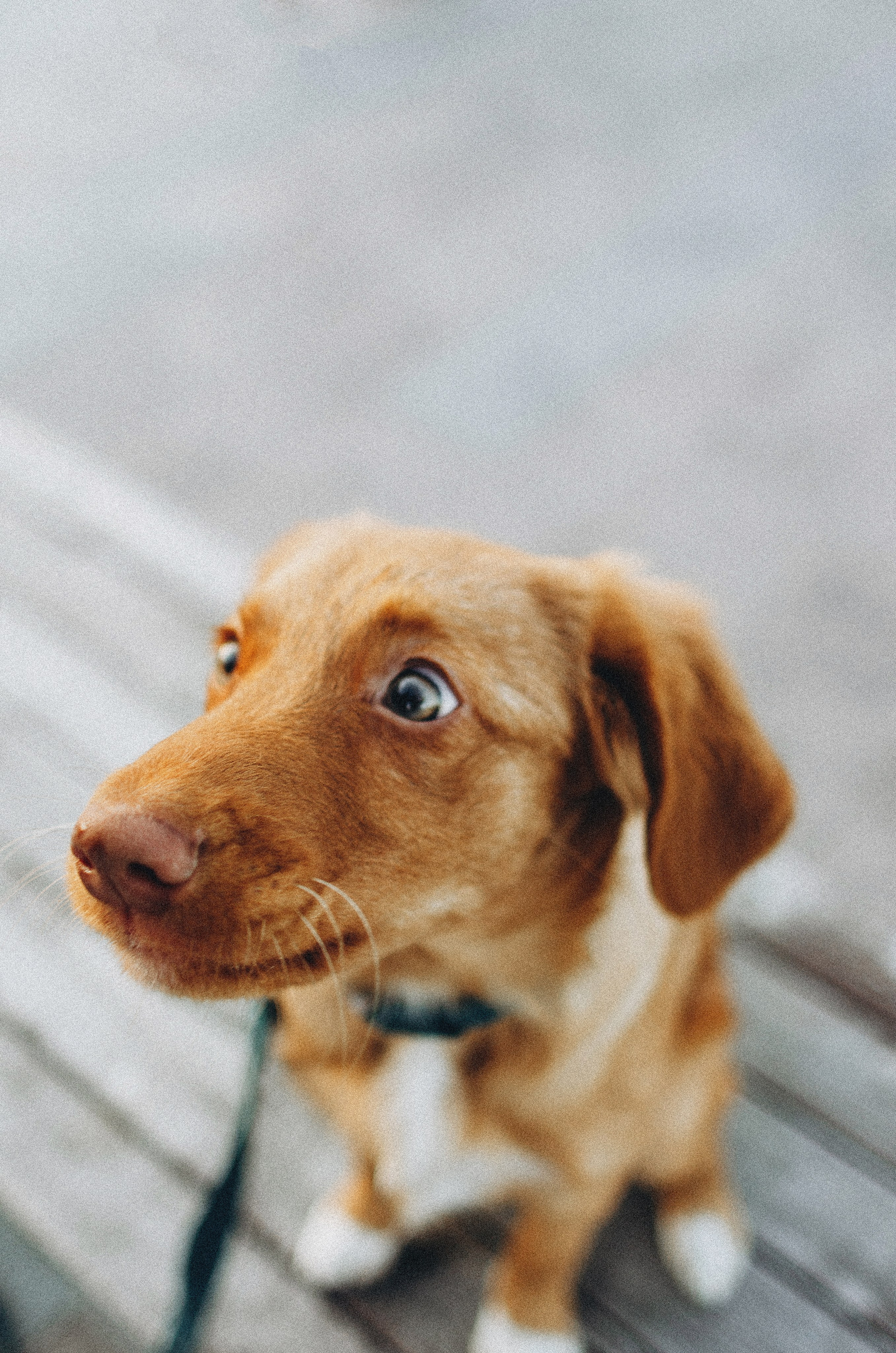 Вика и Хардин. Фотограф-анималист Богданова Полина