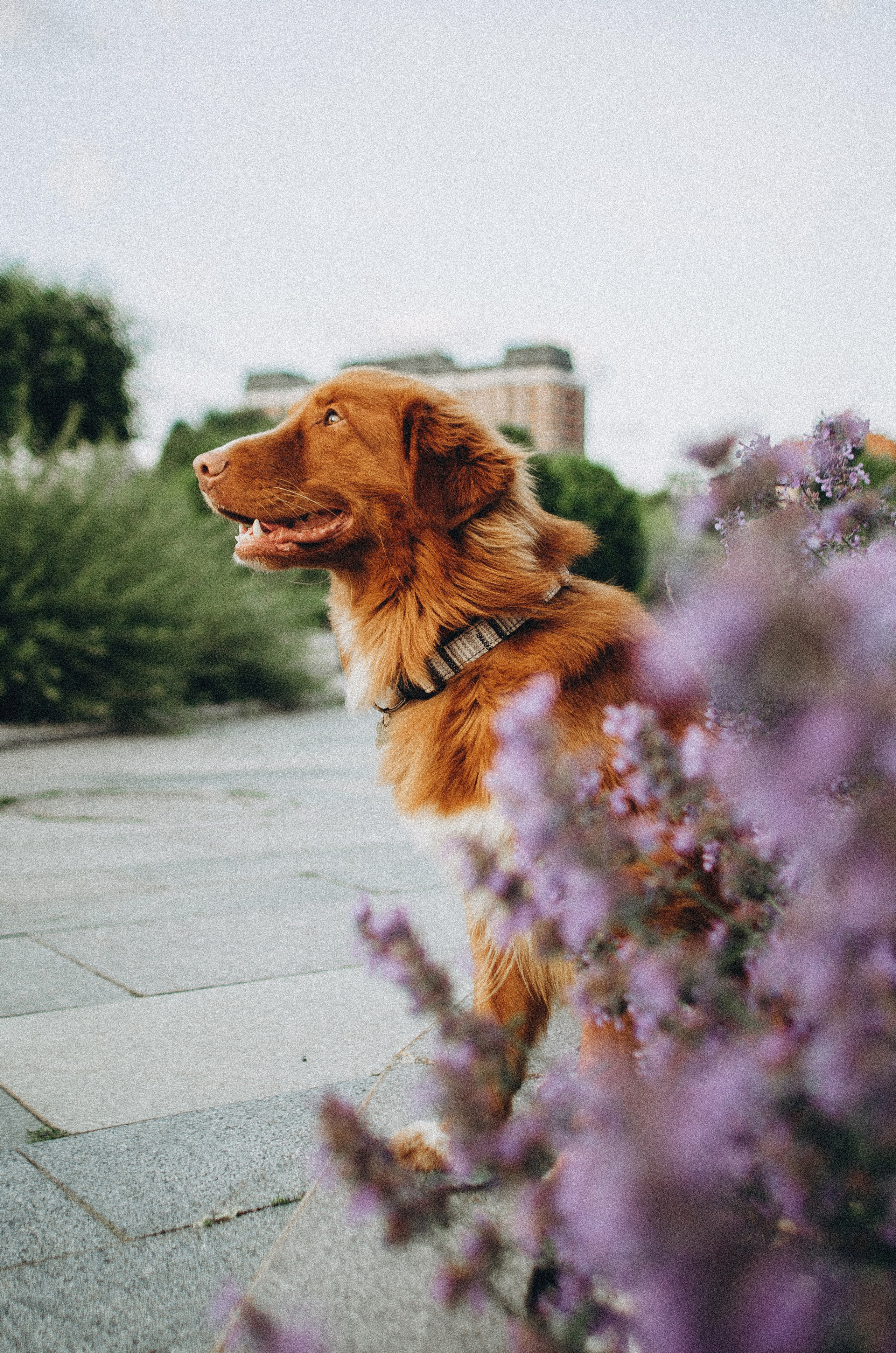 Алина и Бис. Фотограф-анималист Богданова Полина