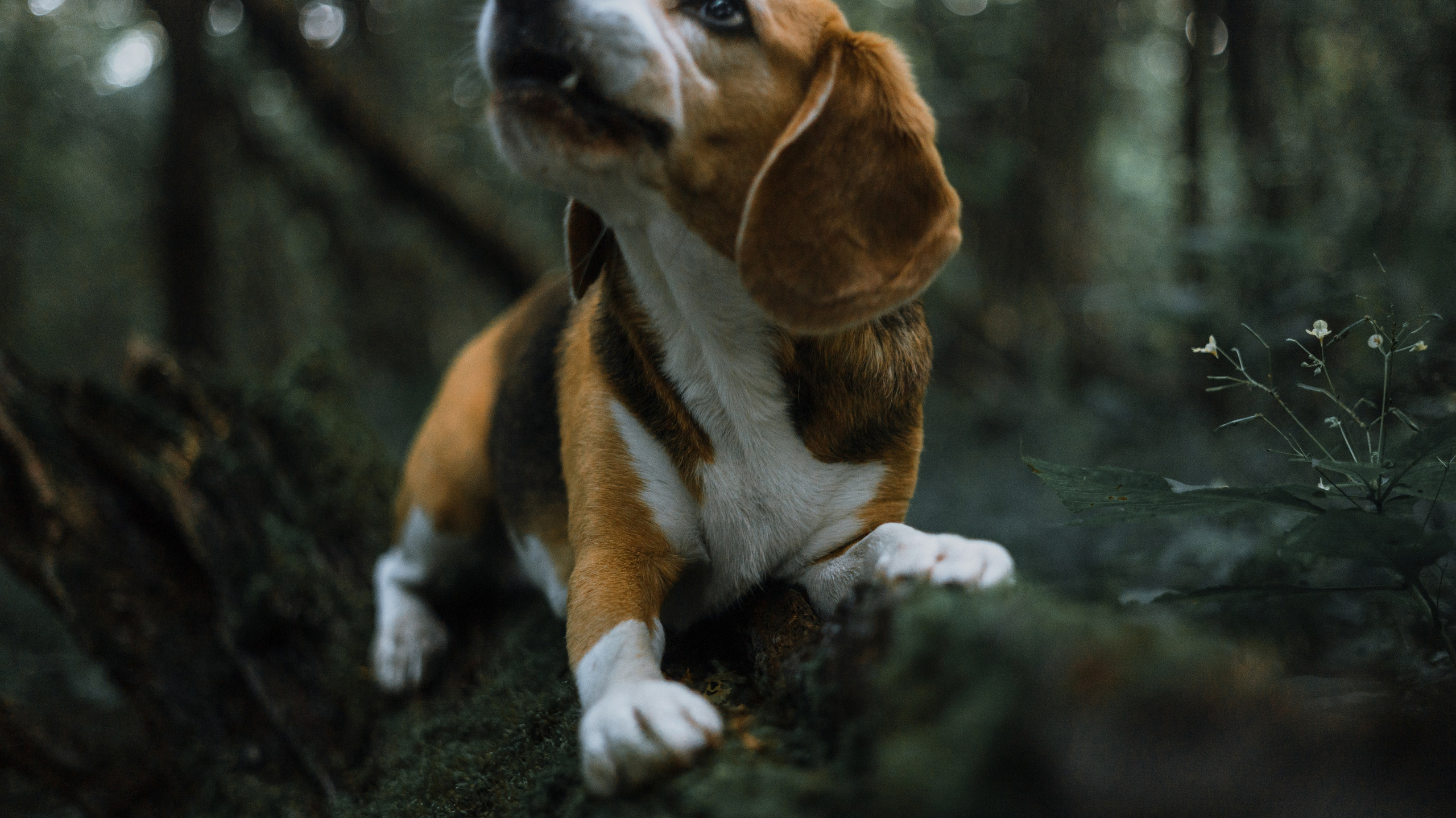 Лиза и Сара. Фотограф-анималист Богданова Полина