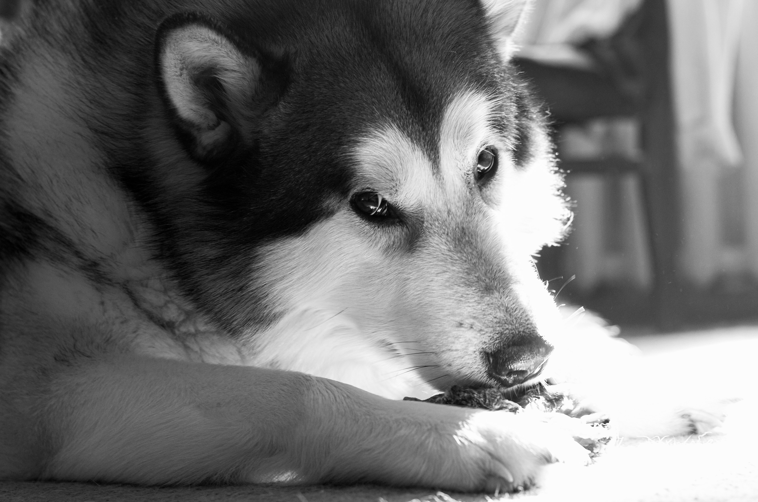 Мои маламуты.Тесей. Лев Постнов.Фотограф. Нижний Новгород