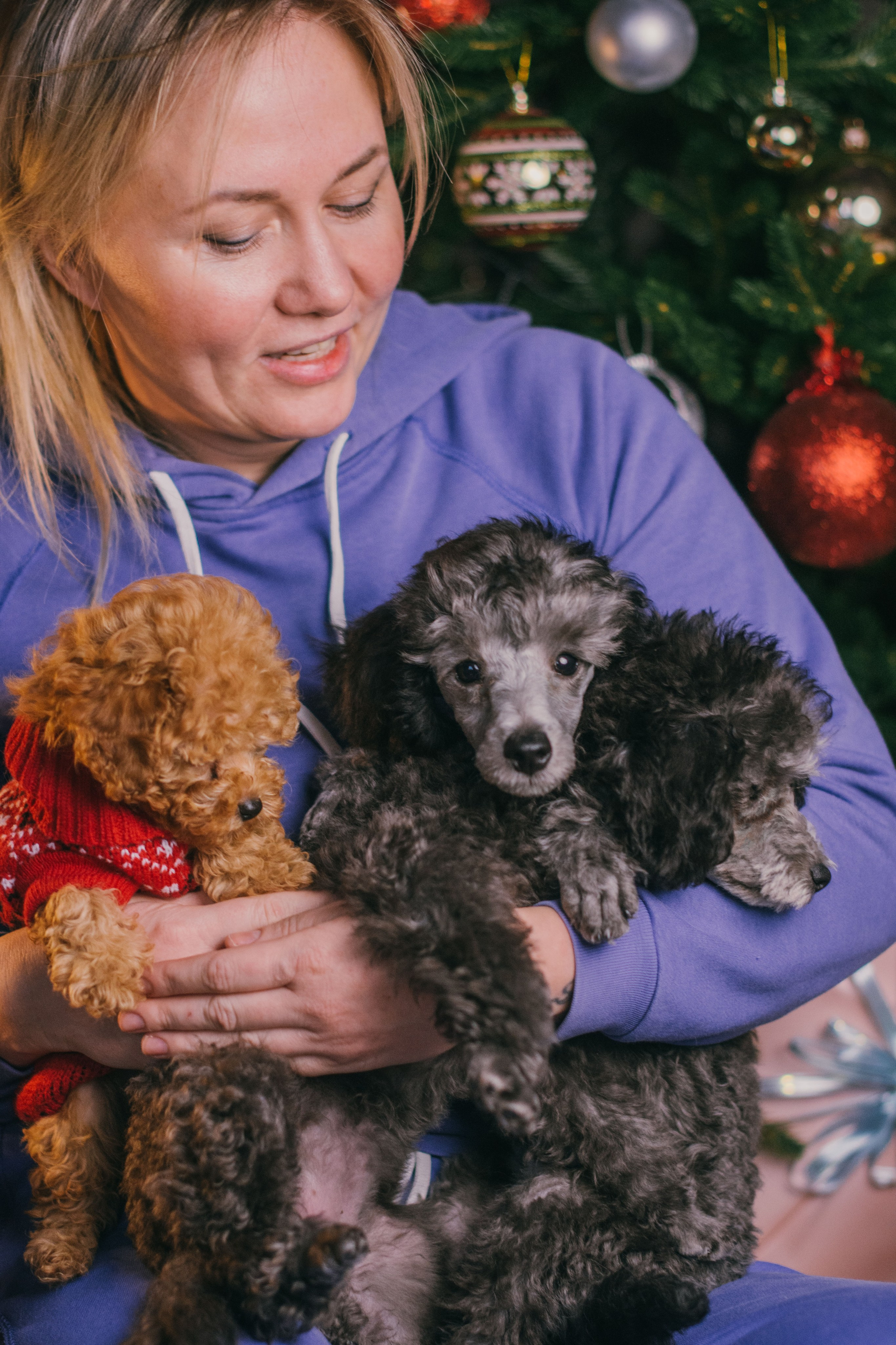 Той-пудели новогодняя фотосессия. Фотограф собак, анималист в Москве Кира Яковлева