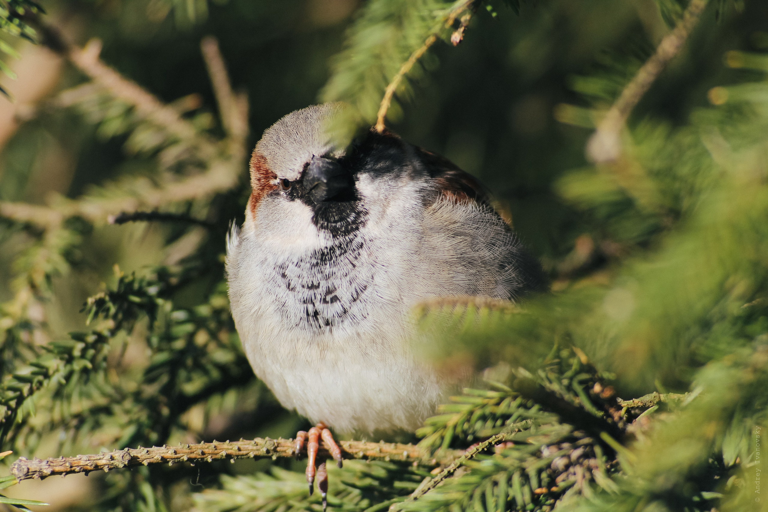 Нижний парк — Tokina 300/4. Famitsu