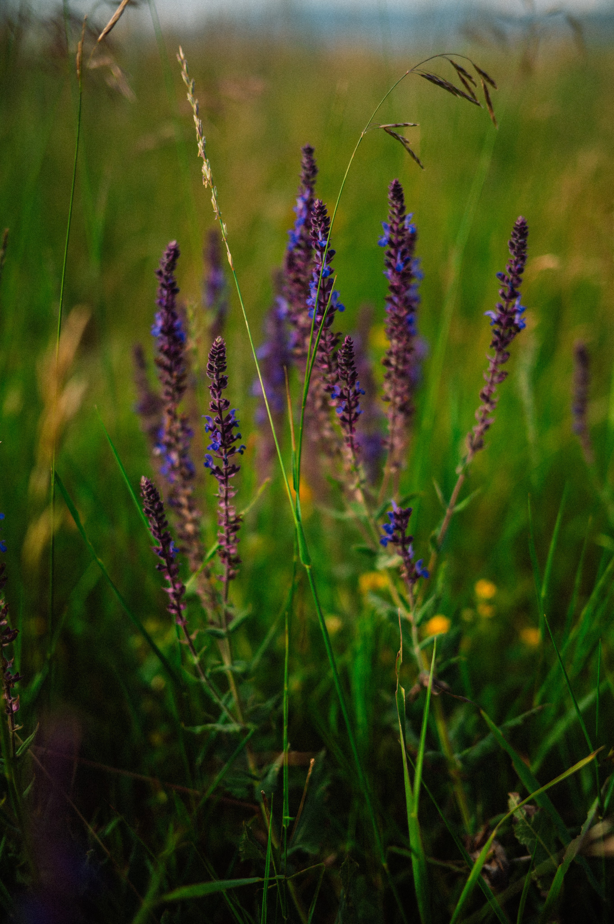 Чарын-Кольсай: лето 2024. Фотограф в Алматы — Дарья Фёдорова