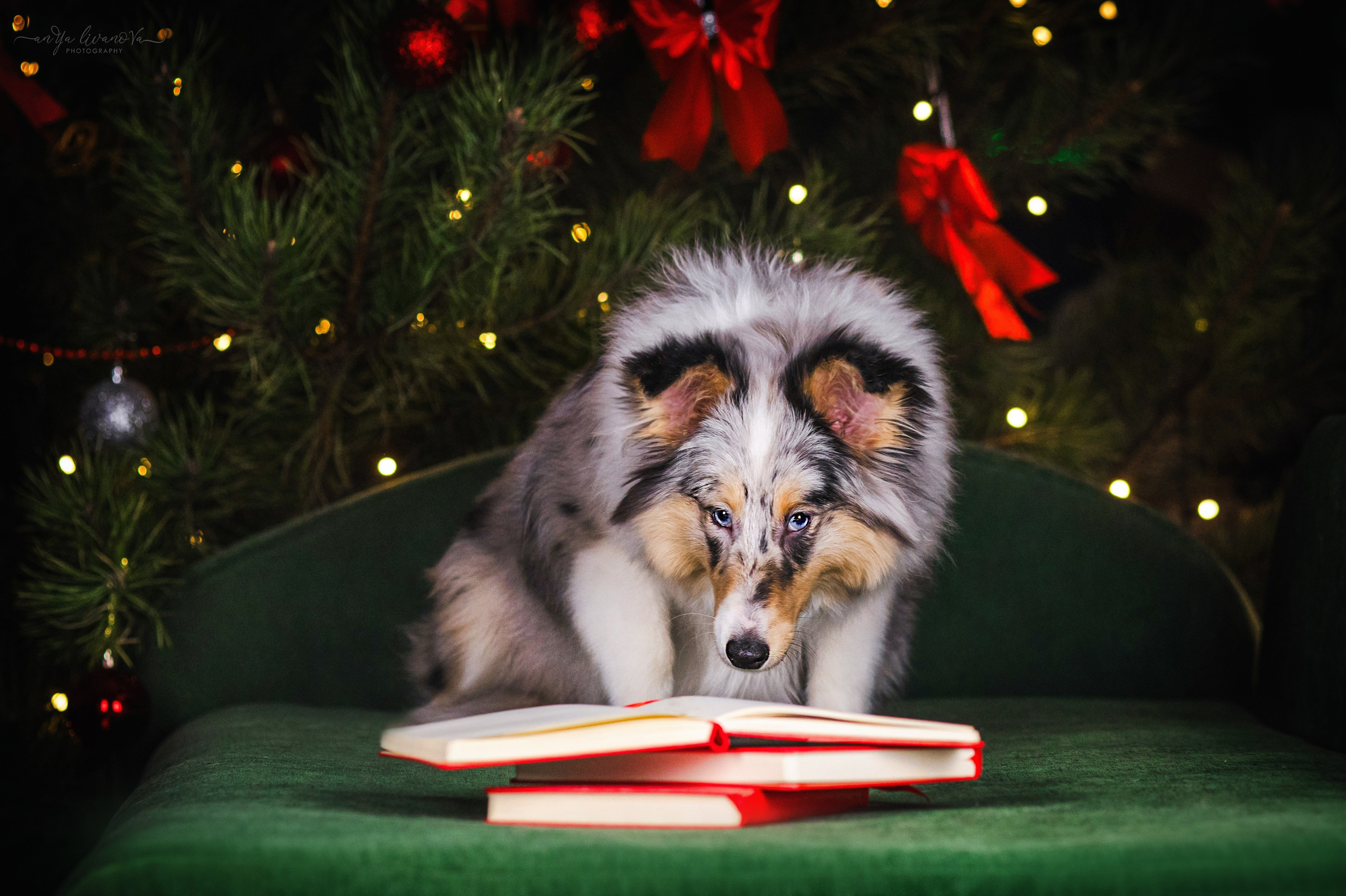 Новогодняя атмосфера в «Simply the Best». Фотограф анималист Аня Ливанова | Рыбинск