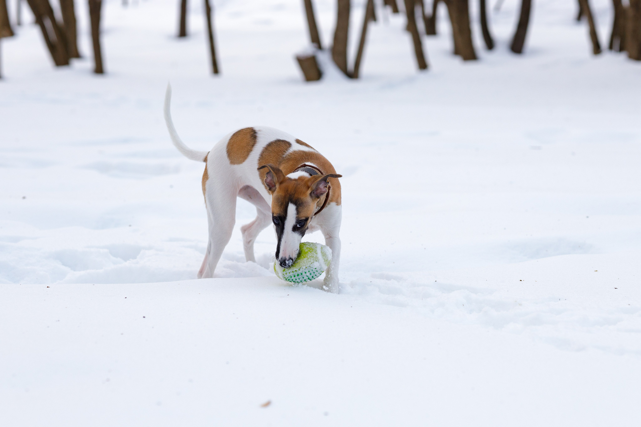 Ланди. Анна Самохина. Фотограф. Москва