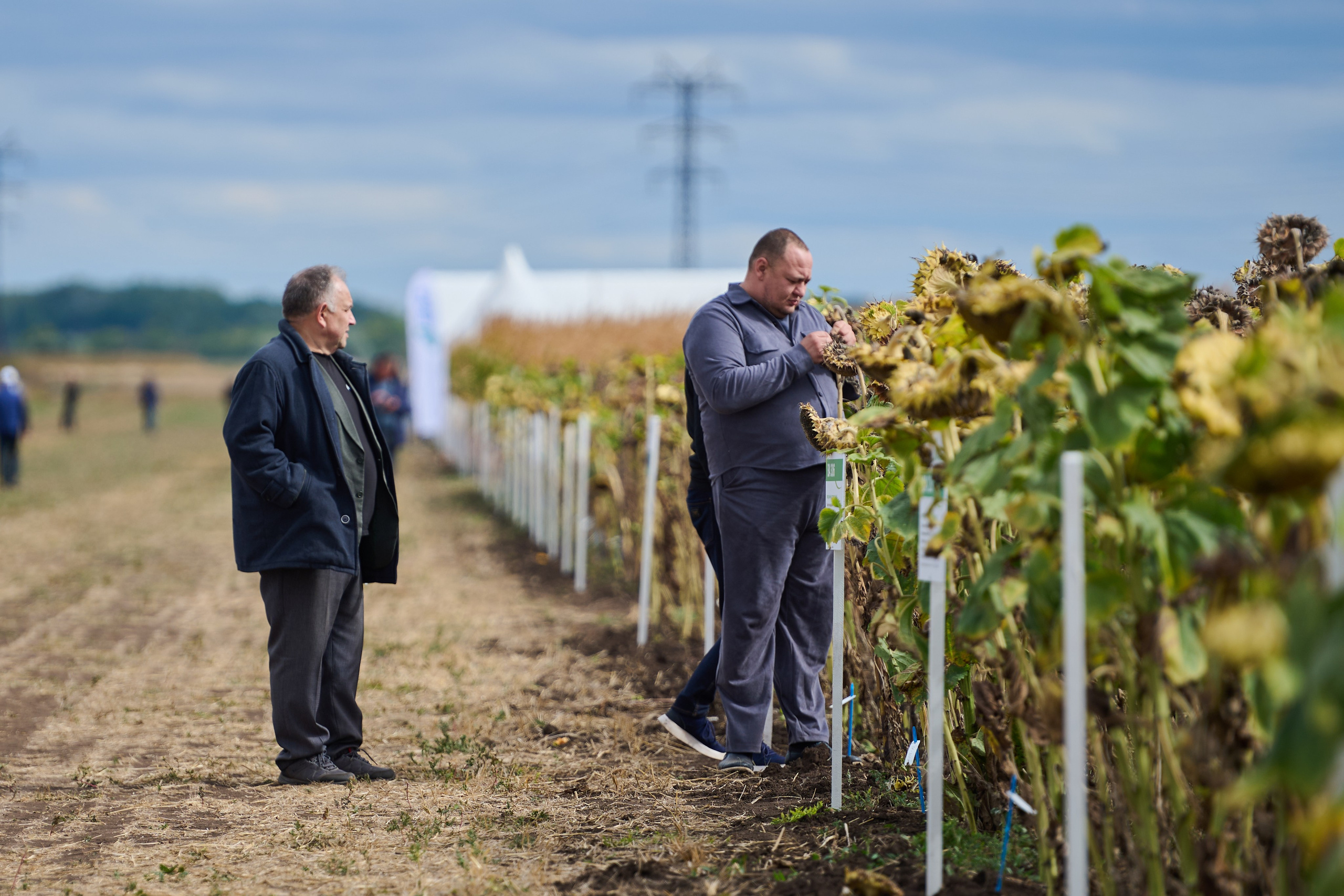 Самарский День поля 2025. Фотограф в Самаре
