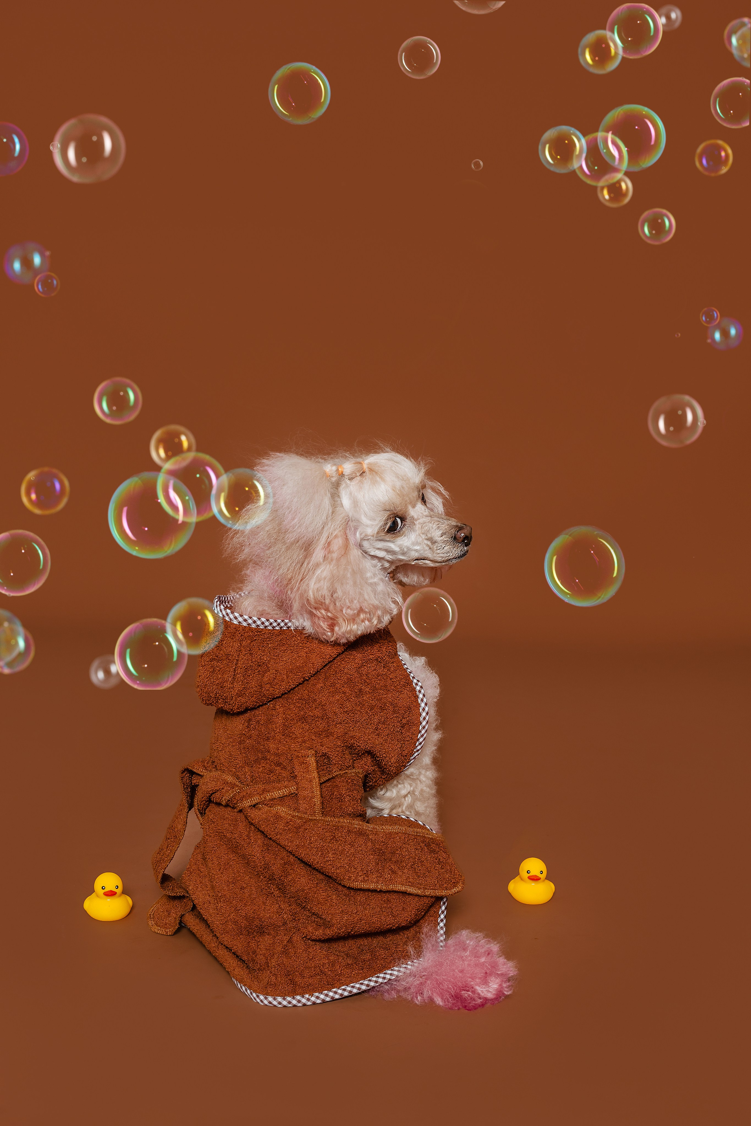 Съемка для бренда TEDDYBOY. Фотограф-анималист Татьяна Степанова