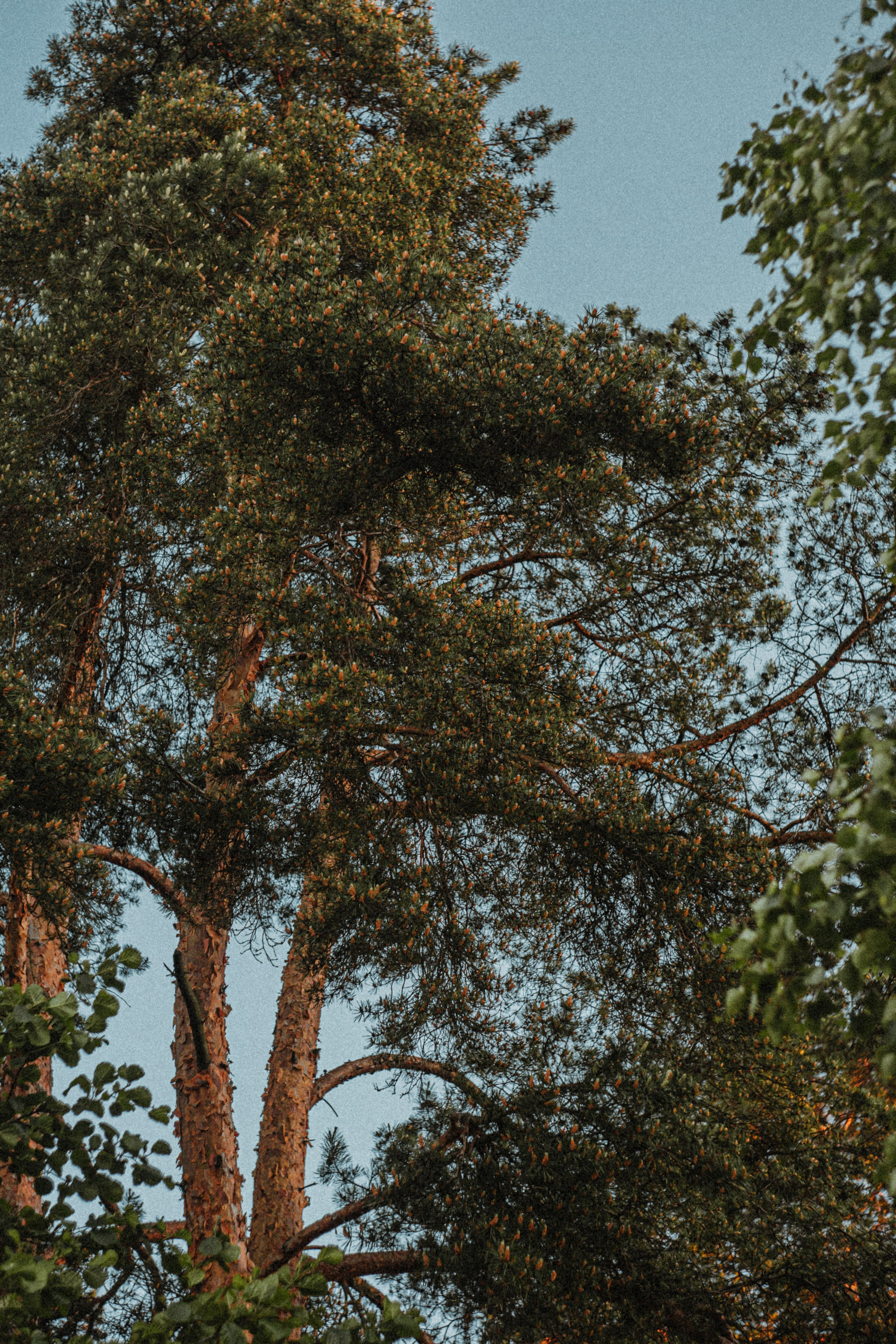 JULIA. Портретный и Семейный фотограф в Санкт-Петербурге Rocket Alice