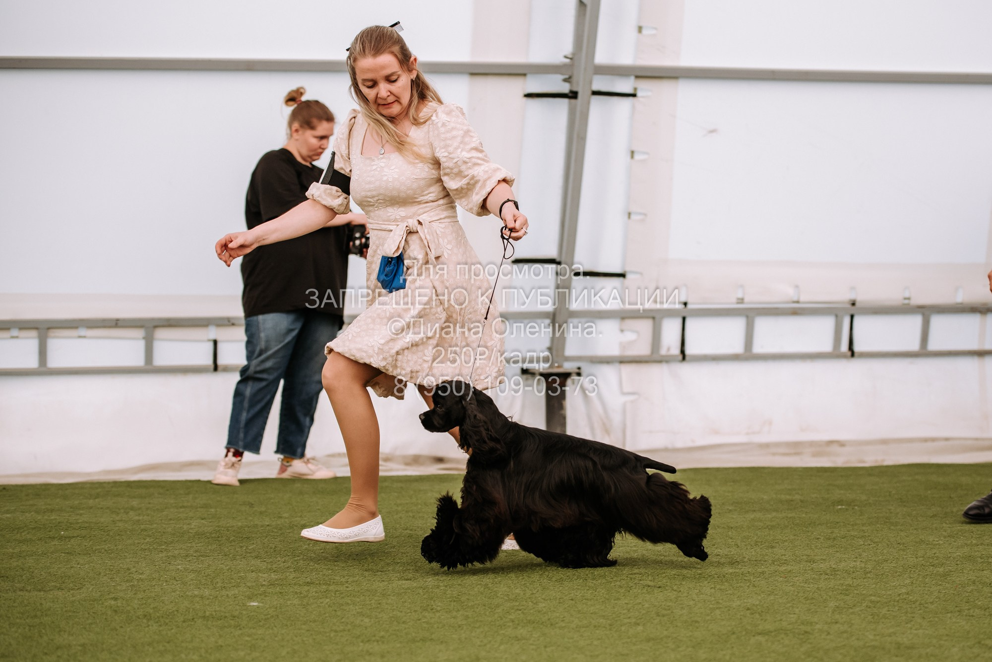Выставка собак Красноярск 2.06. Фотограф Диана Оленина Красноярск / Братск