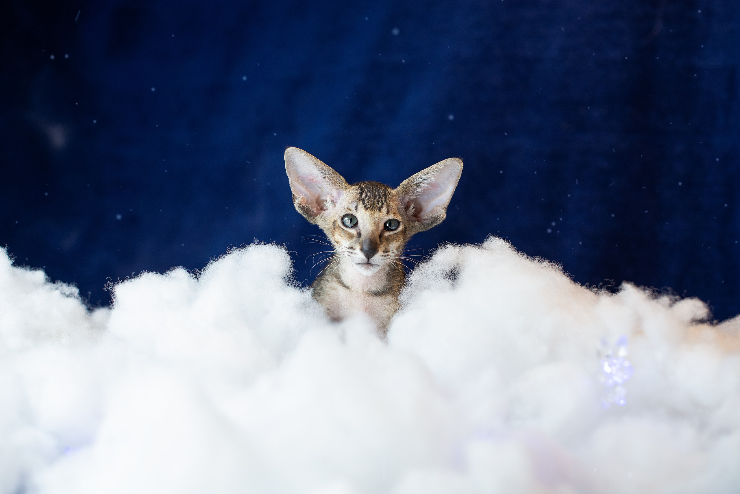 Заводчик Юлия Панова. Творческий фотограф Вологда