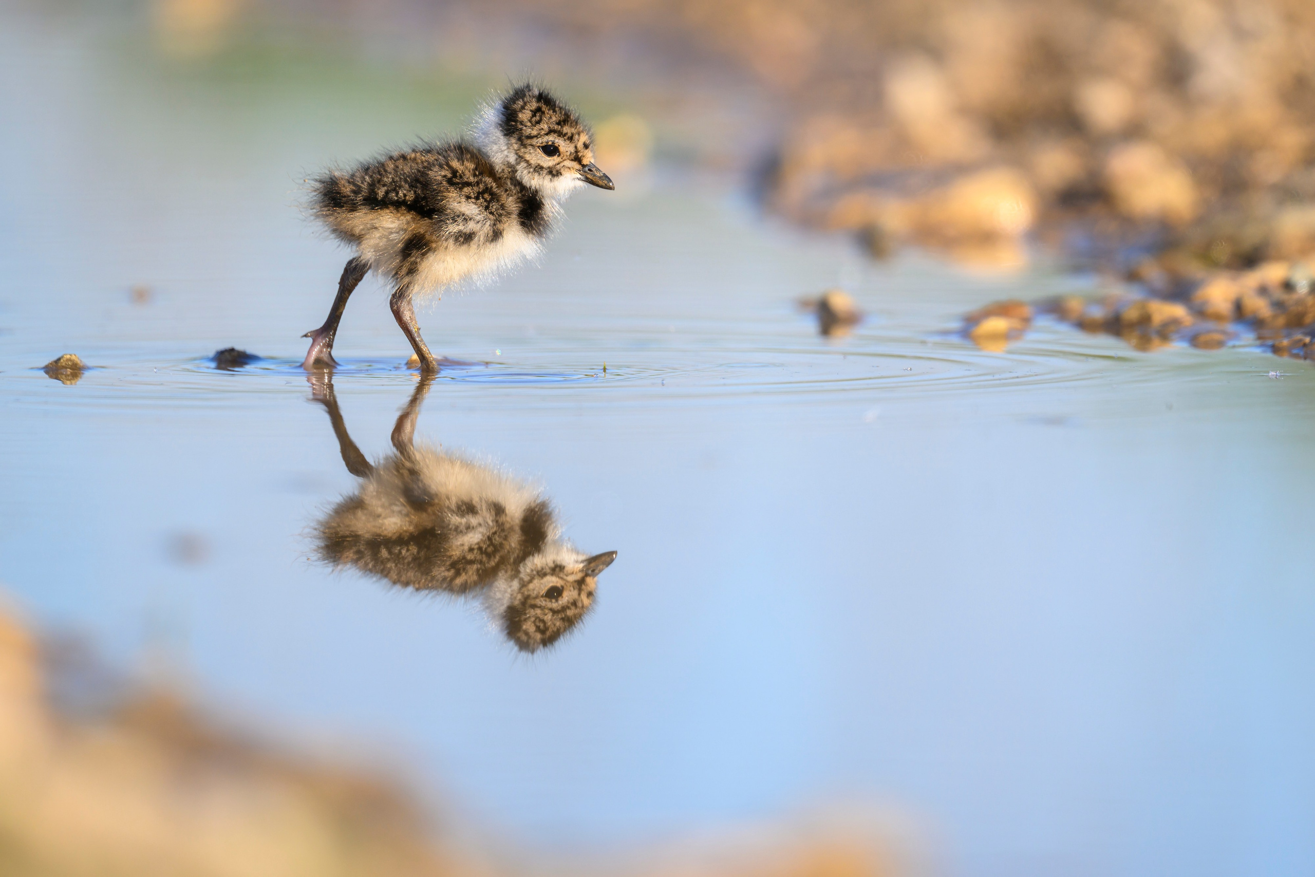Чибисята. Wildlife photography by Sergey Puponin