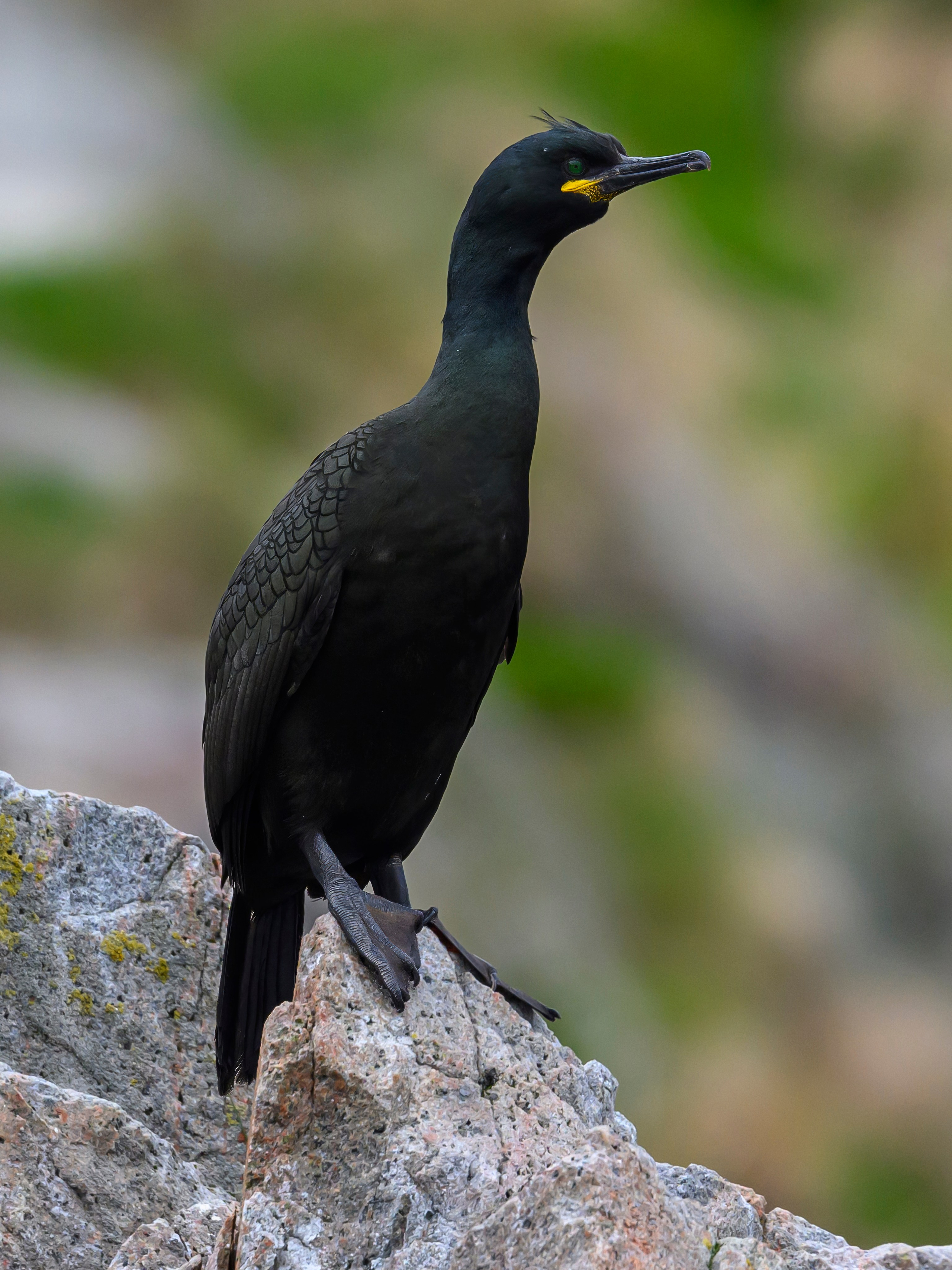 Мурманская область. Июнь 2024. Фотограф Сергей Пупонин