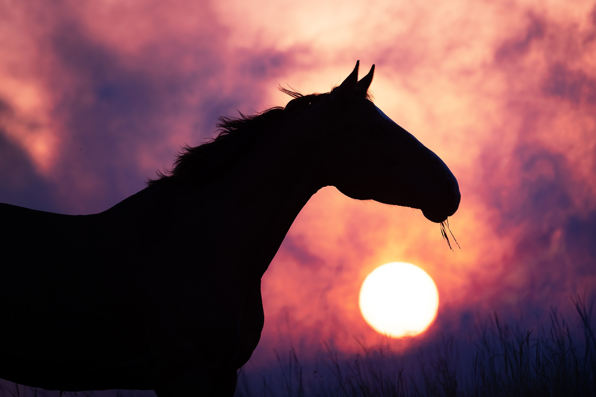 Лошади. Фотограф Анастасия Ветковская, Москва