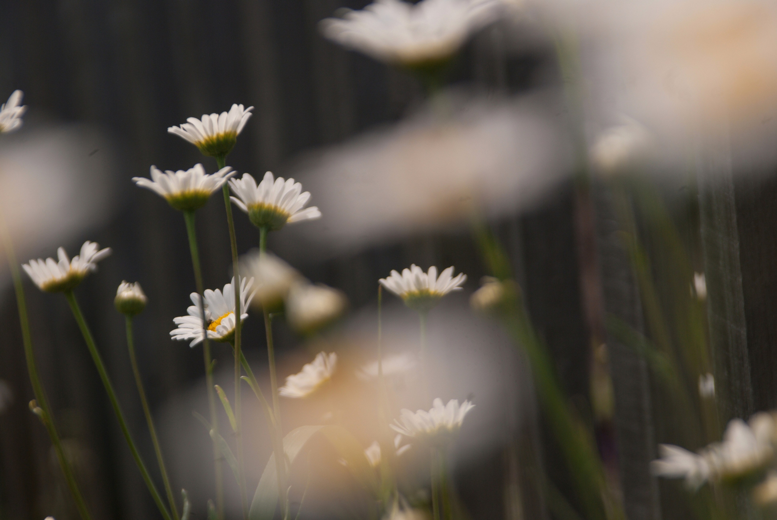 Этот прекрасный мир