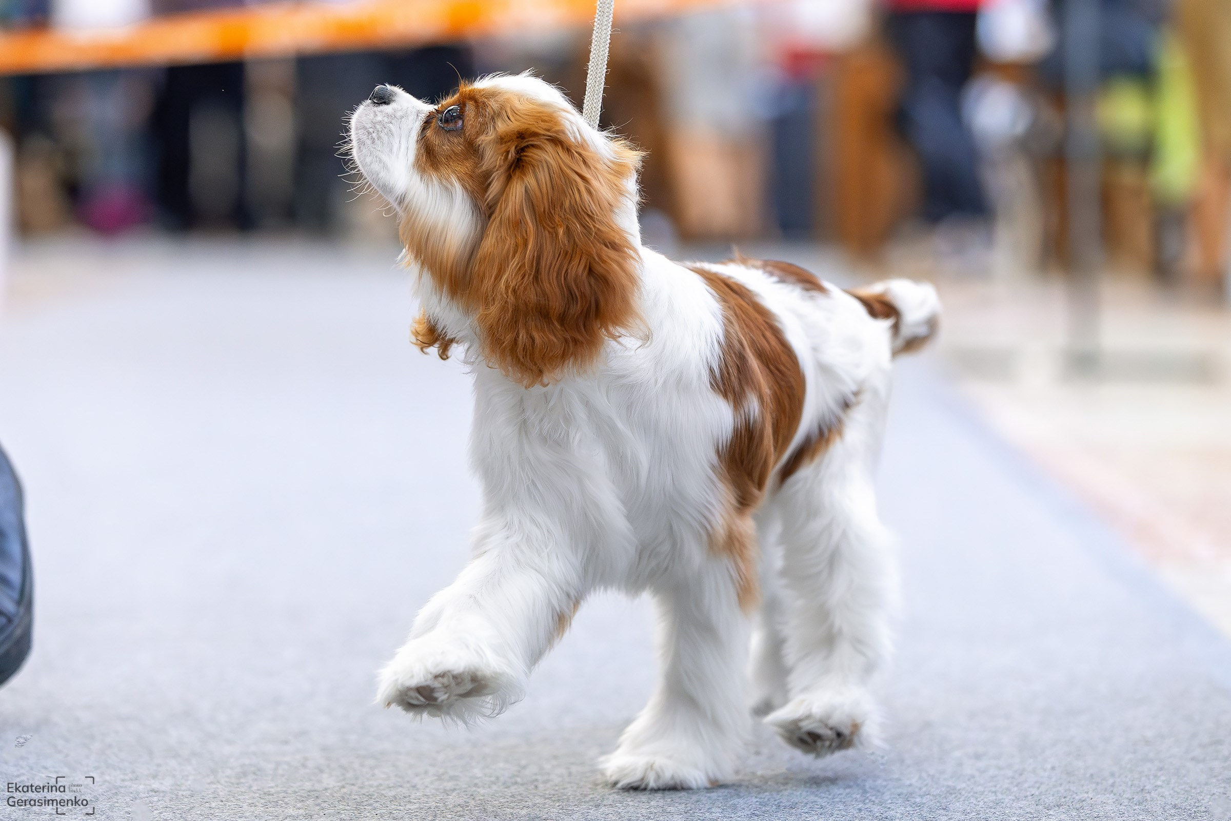 2 марта 2025, Выставка РКФ, г. Пермь. Htykk_photo