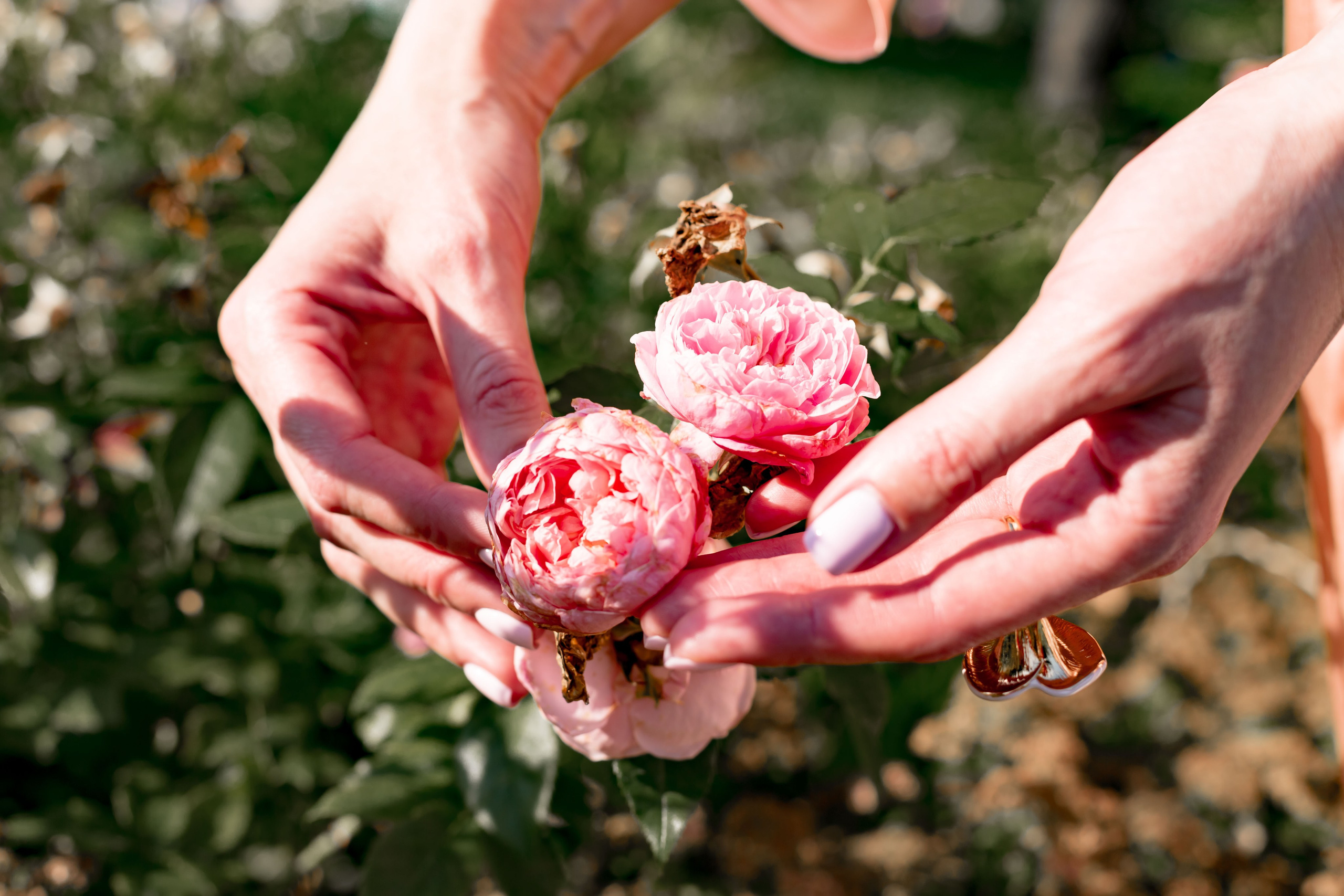 Летний сад. Ekaterina Beridze