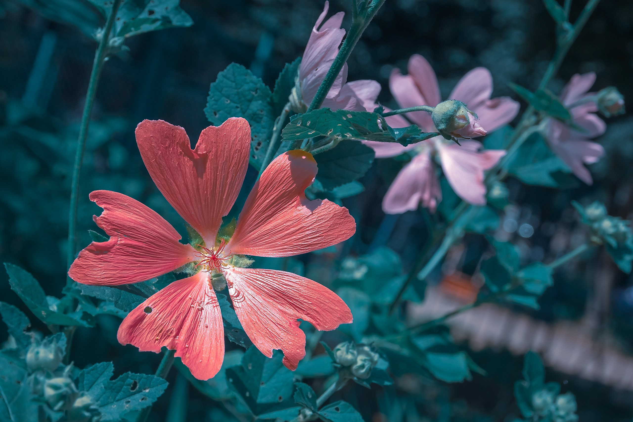 Мимолетность мгновений. Аmat Victoria Сuram