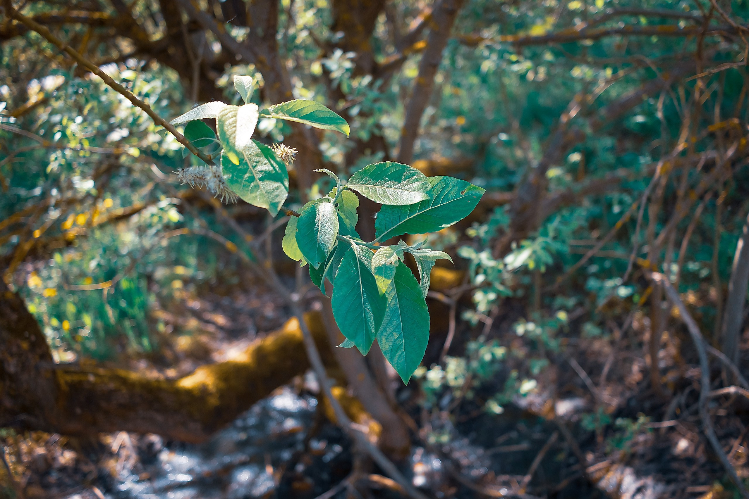 Наш Дом — Земля. Аmat Victoria Сuram