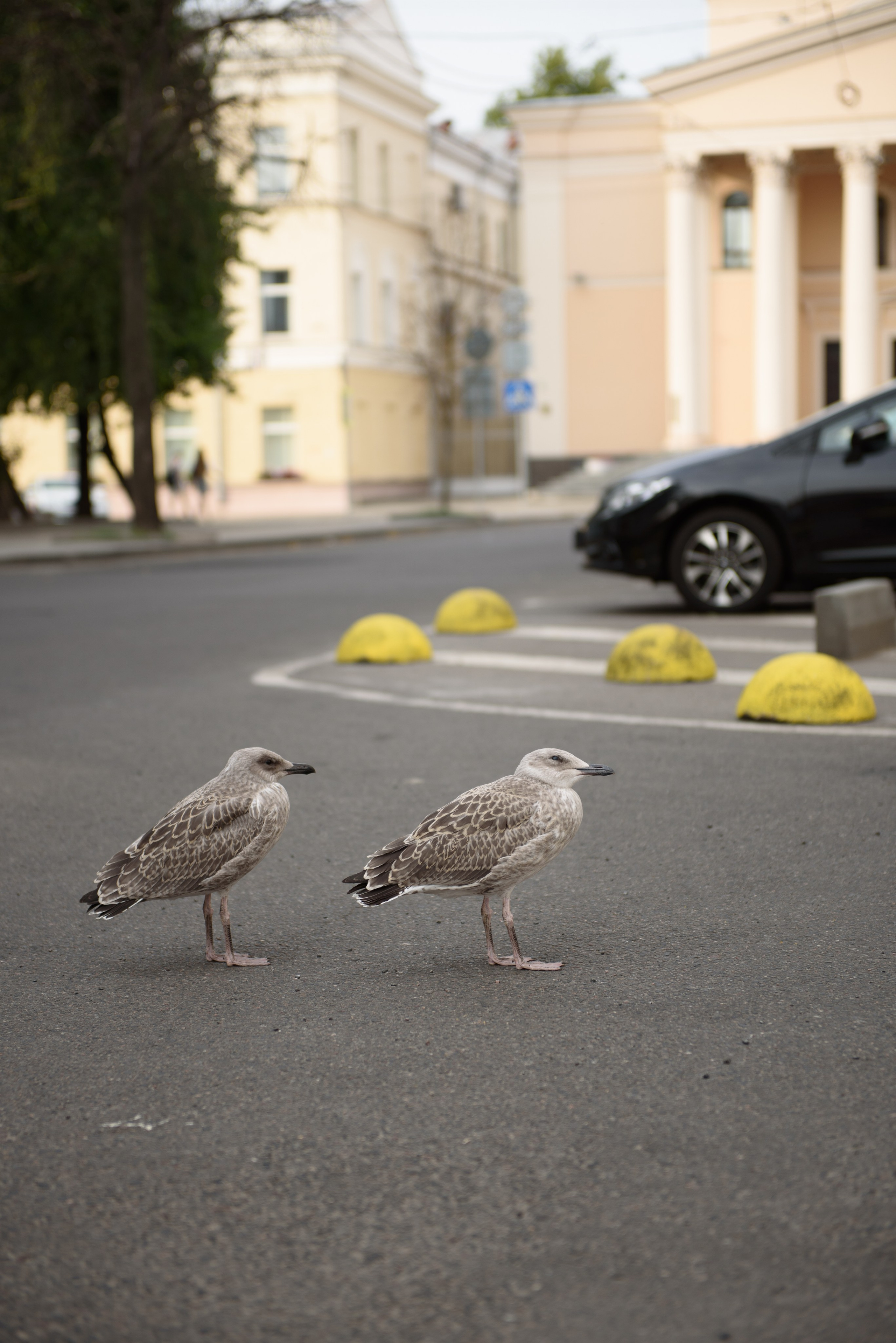 Прогулка по Минску. Анна Боровикова, фотограф Пушкино