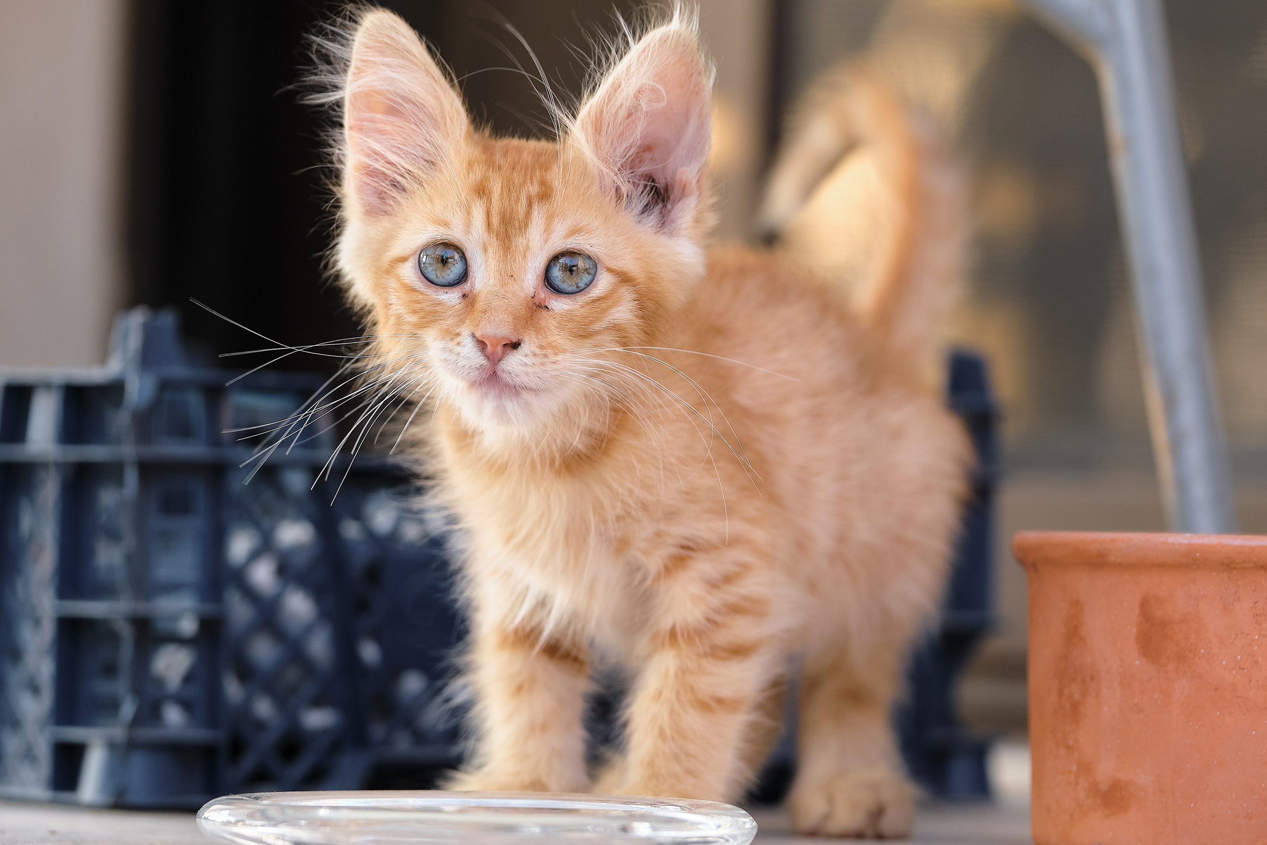 Cyprus > 2023 / kat. Aleksandr Kobtsev