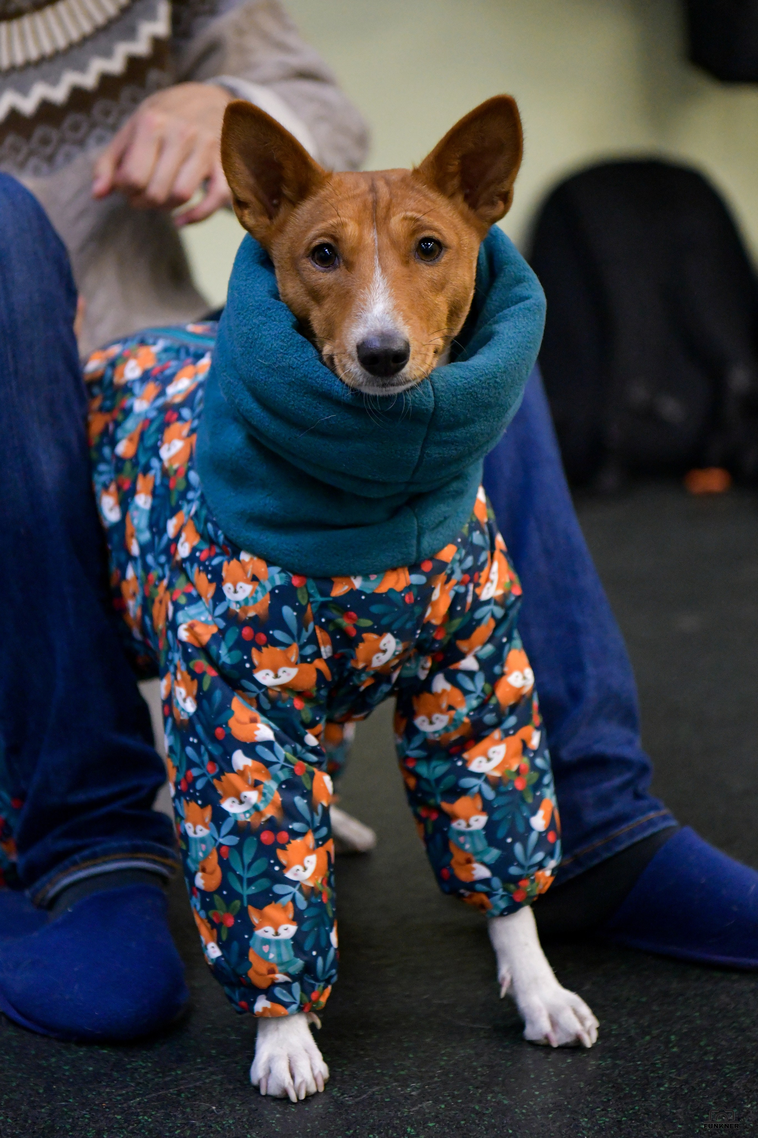 Кинологический клуб «Бодрый хвост». Свой взгляд через объектив