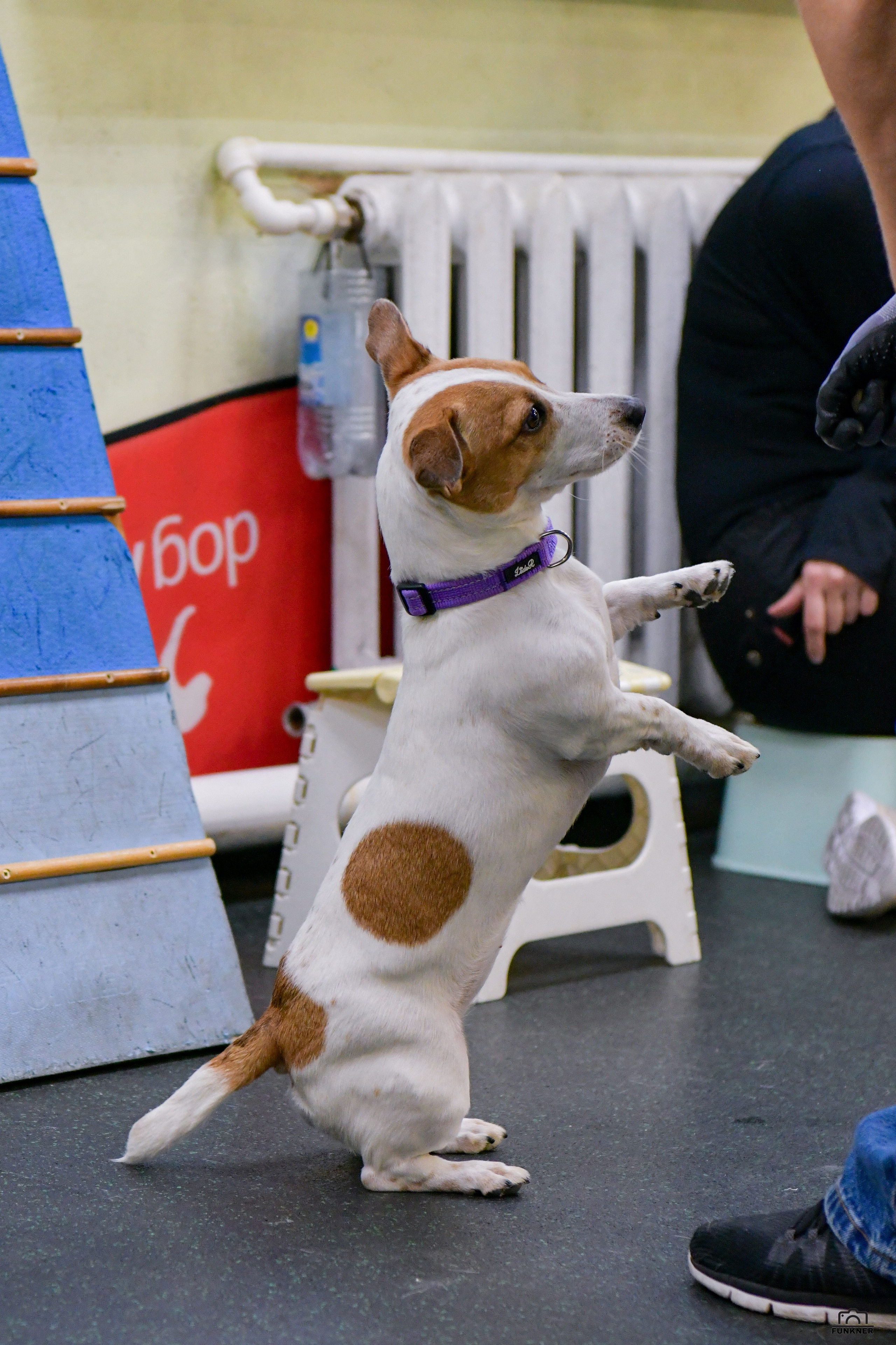 Кинологический клуб «Бодрый хвост». Свой взгляд через объектив