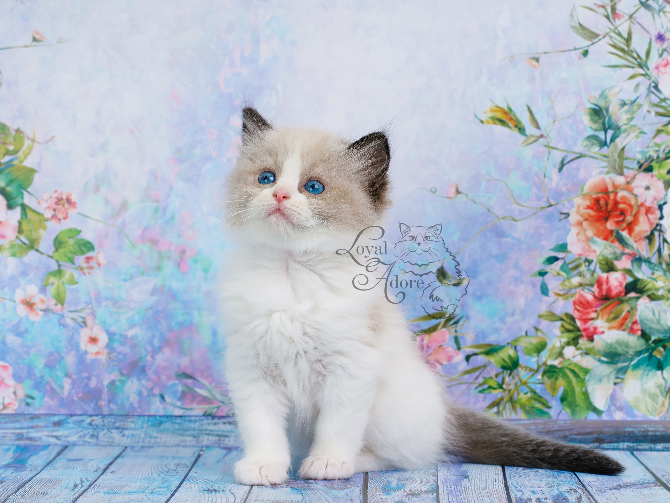 Котята рэгдолл от Loyal Adore. Питомник рэгдолл Loyal Adore