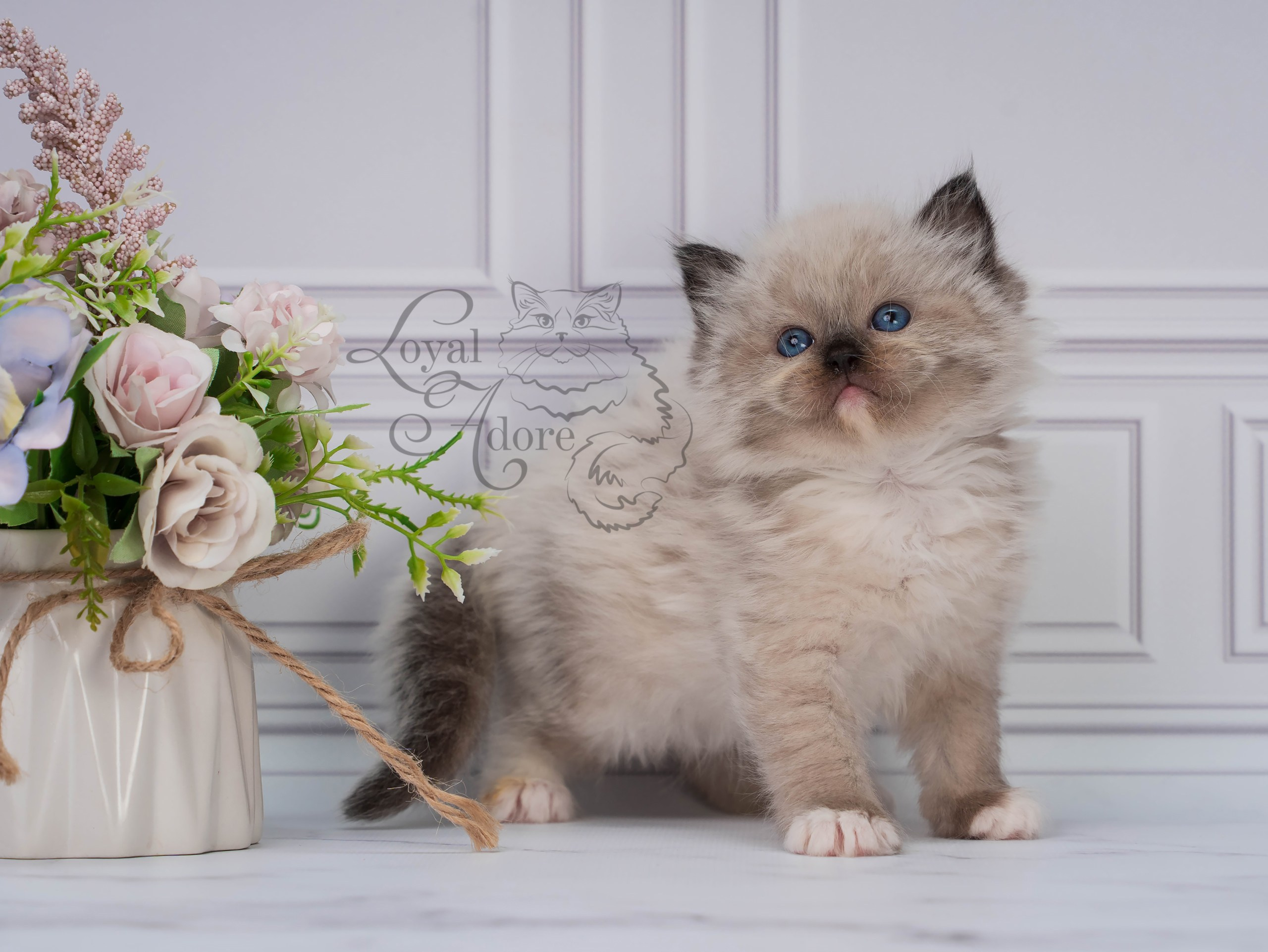 Котята рэгдолл от Loyal Adore. Питомник рэгдолл Loyal Adore